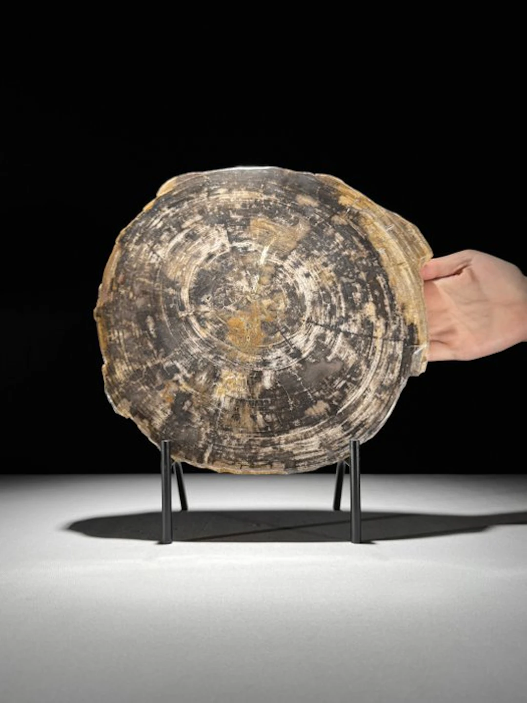Stunning Slice of Petrified Wood on a custom stand...