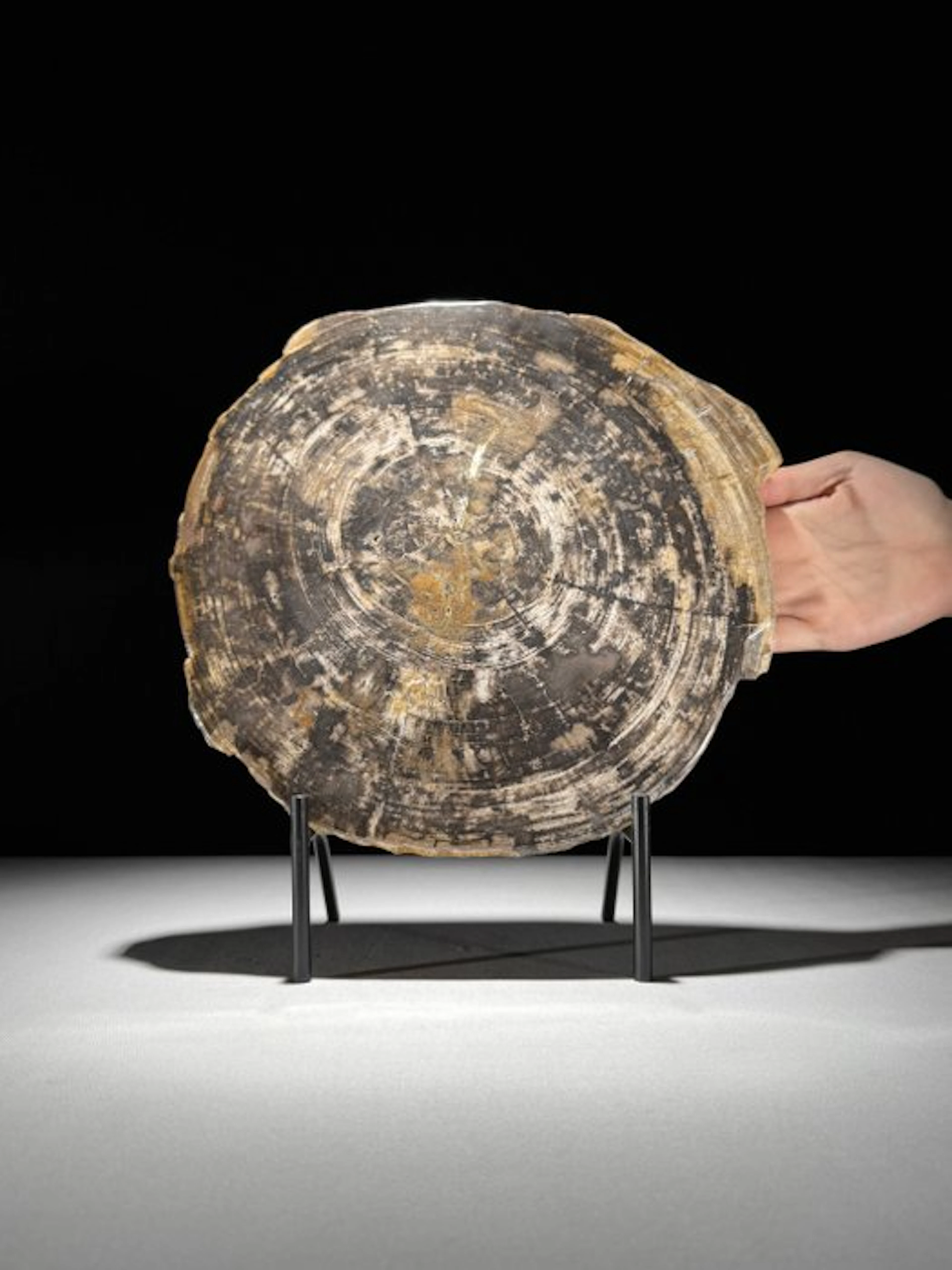 Stunning Slice of Petrified Wood on a custom stand...