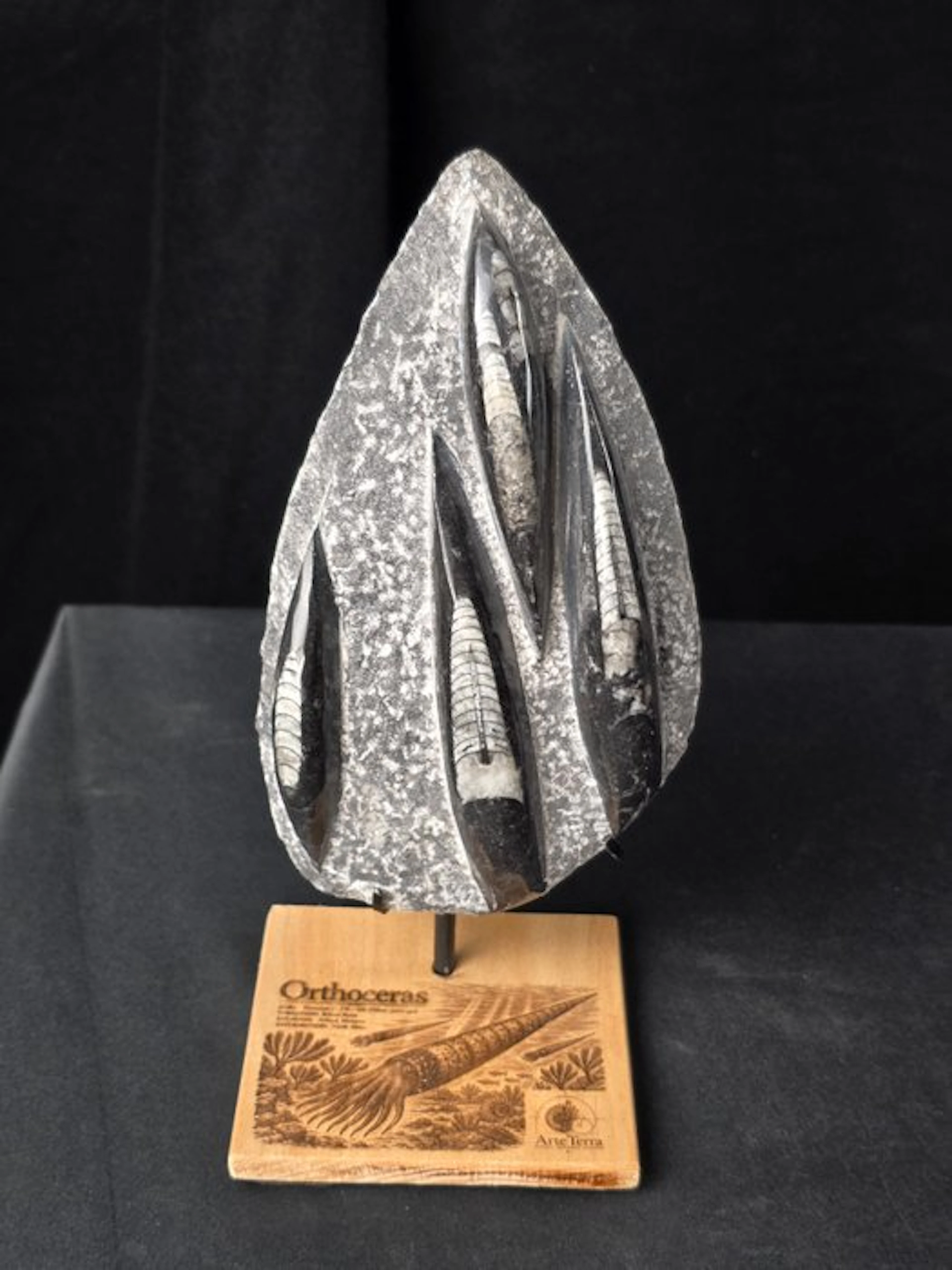 Orthoceras - Fossilised animal (No reserve price)