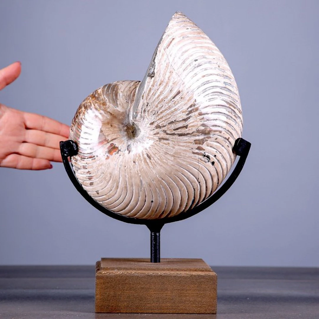 Exquisitely Polished Fossil Nautilus Shell Large Nautilus...