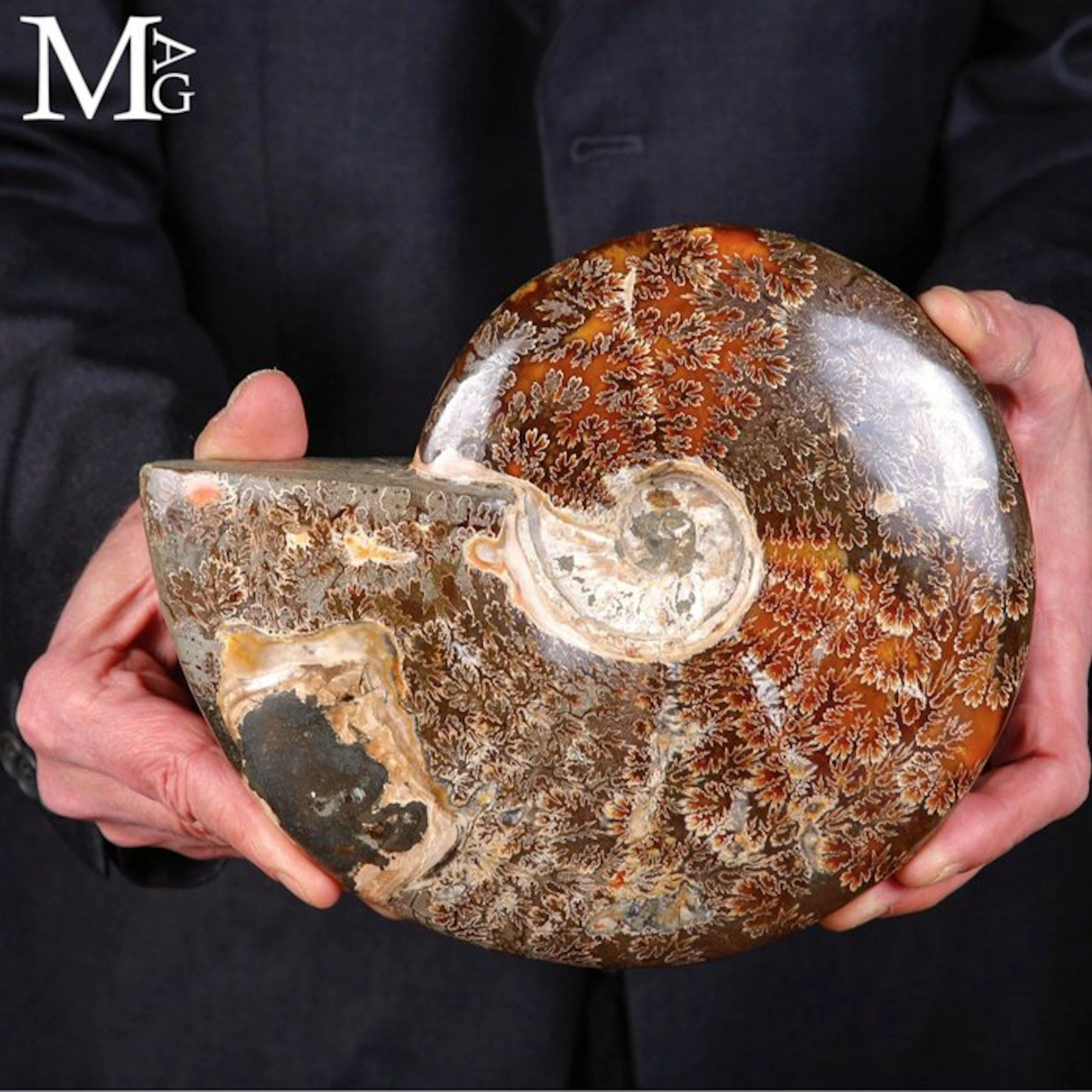 Fossilized Cleoniceras Ammonite with Exquisite Sutural...