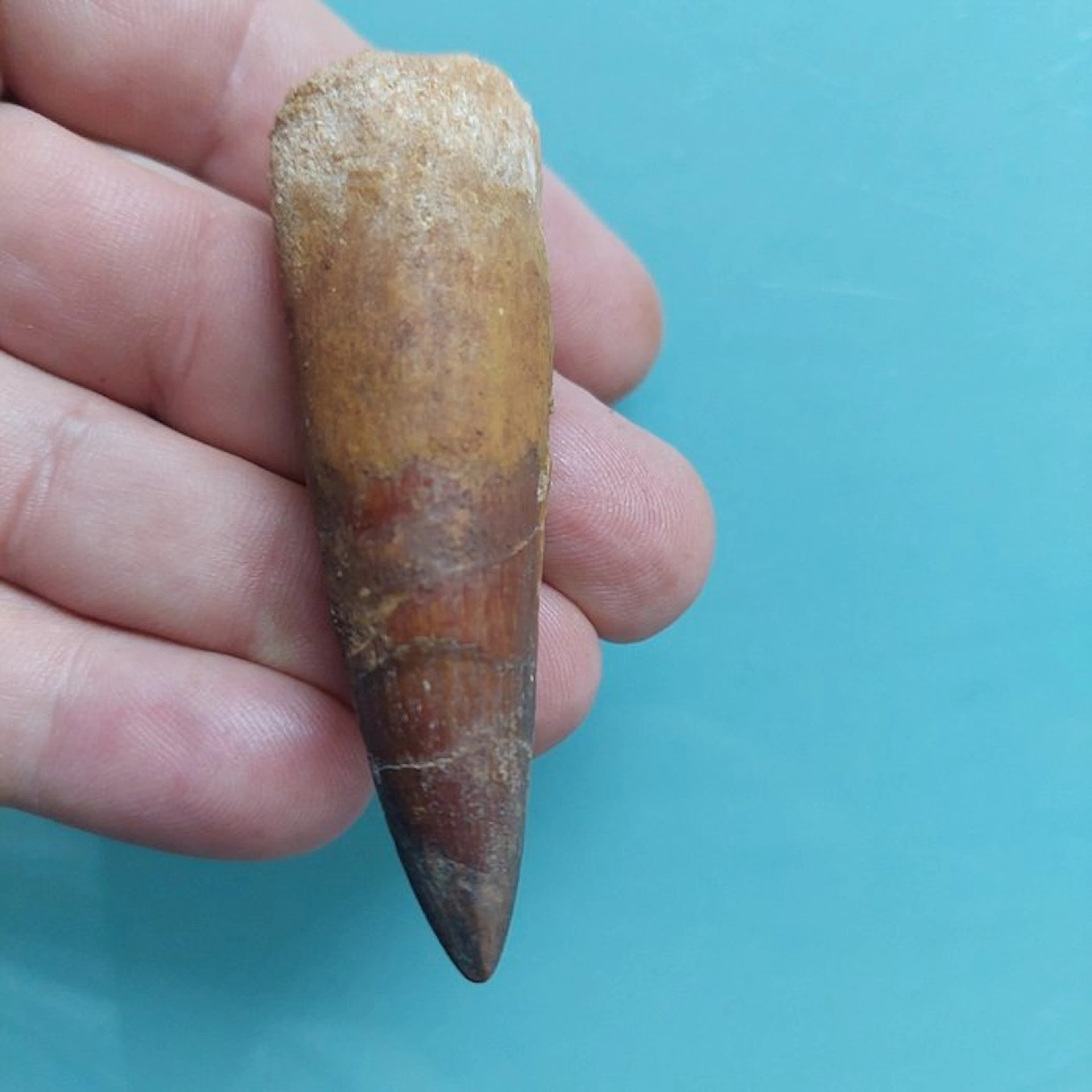 Spinosaur - Fossil tooth - 75 mm - 23 mm