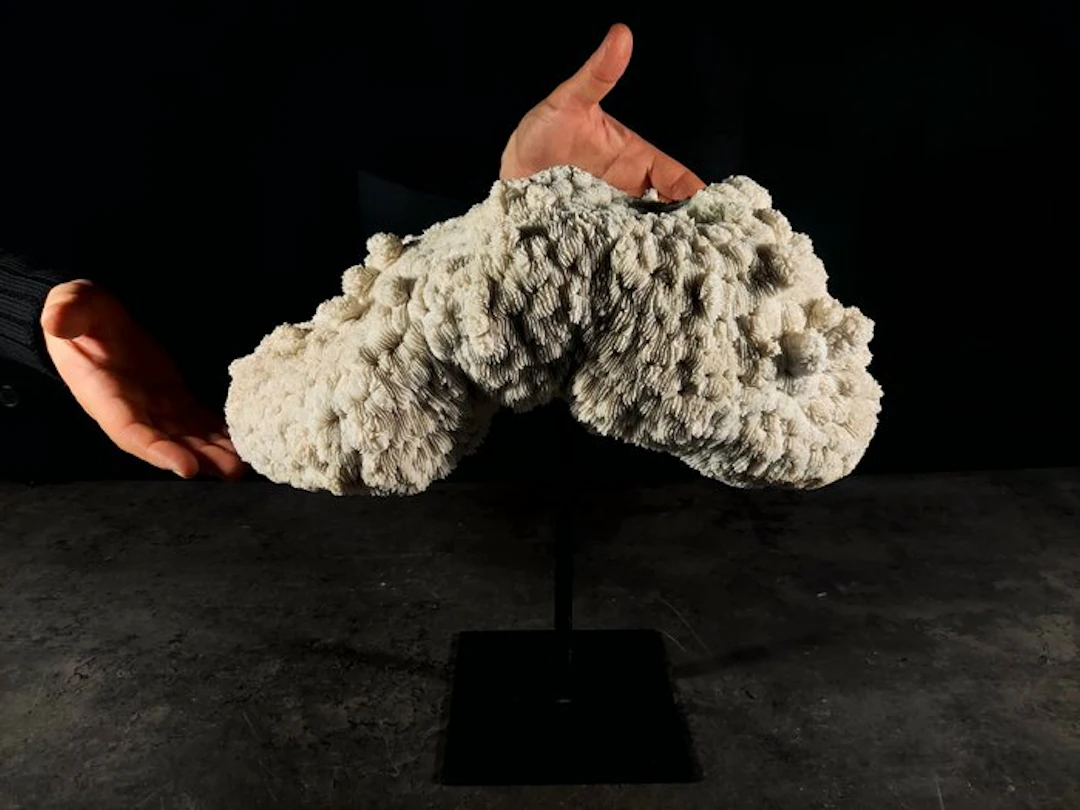knobbly bowl Taxidermy full body mount - Halomitra pileus...