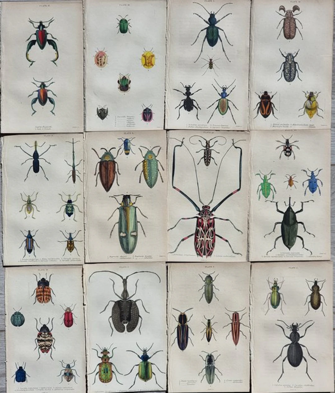 Sir William Jardine (1800 /1874) - James Duncan (1804 /1861) - "Coleotteri"