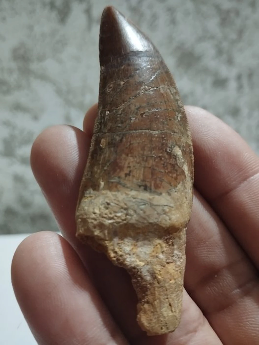 Carcharodontosaur - Fossil tooth - 8.7 cm - 3 cm