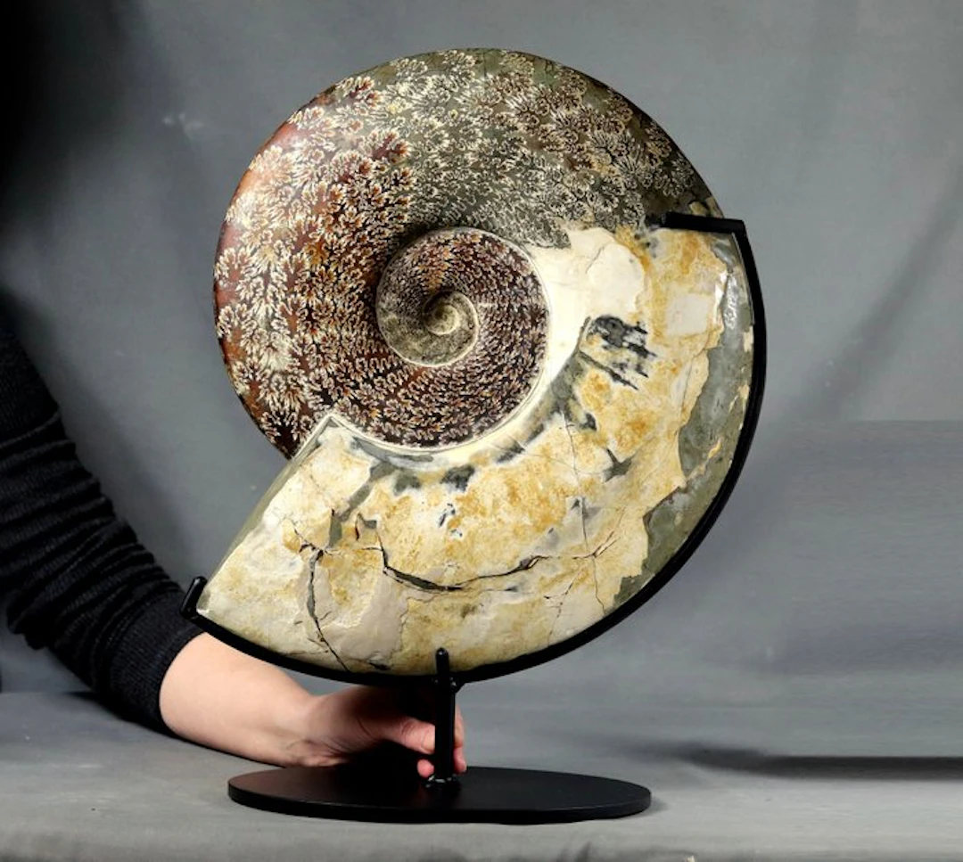 HUGE!! 41 cm !! Outstanding ammonite with both sides...