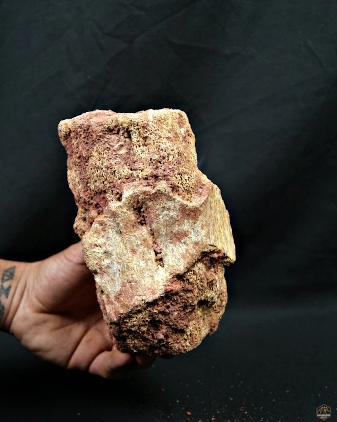 Dinosaur - Fossil bone - Vértebra de Rebbachisaurus garasbae