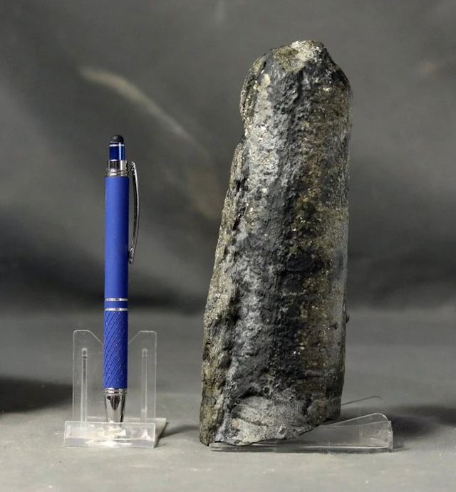 Finest orthoceras with pyrite crystals - Fossilised...