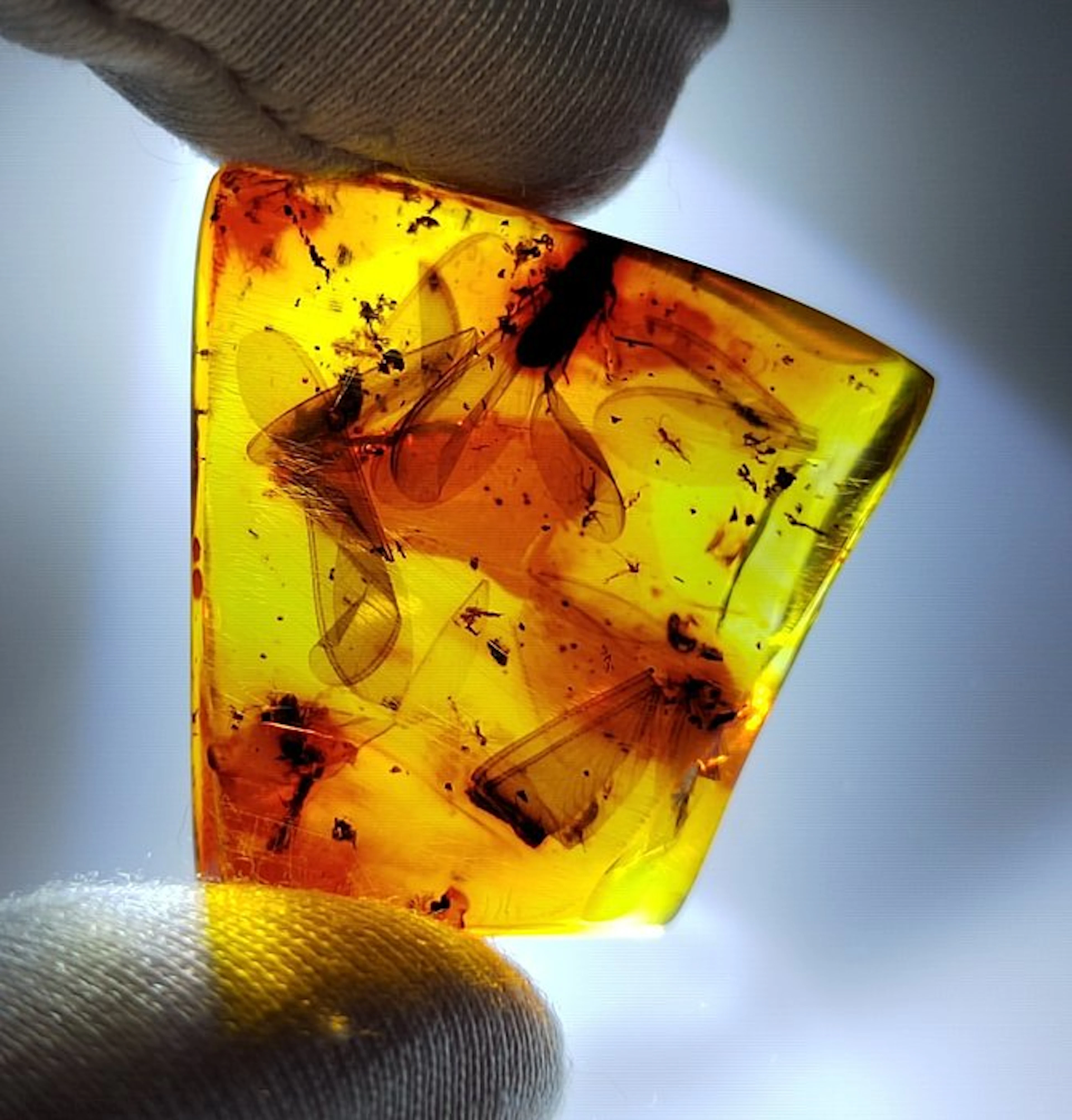 FOSSlL-AMAZING!! Dominican amber- 5.82 g