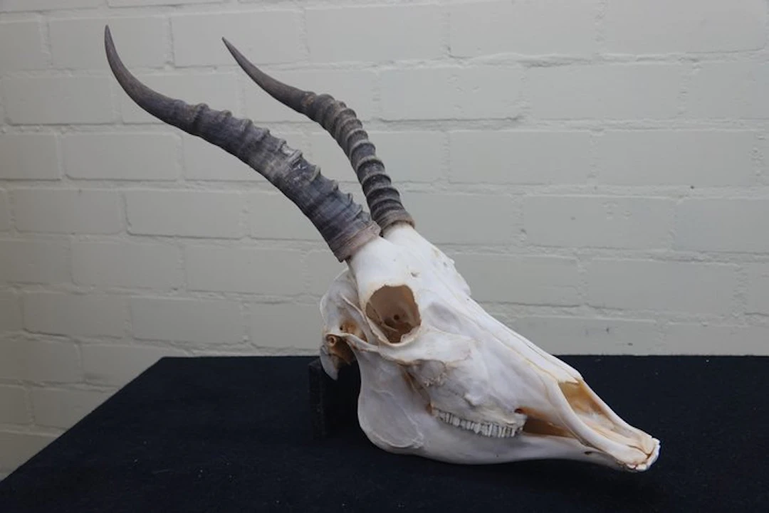 Blesbok Skull - Damaliscus pygargus phillipsi - 0 cm - 0...