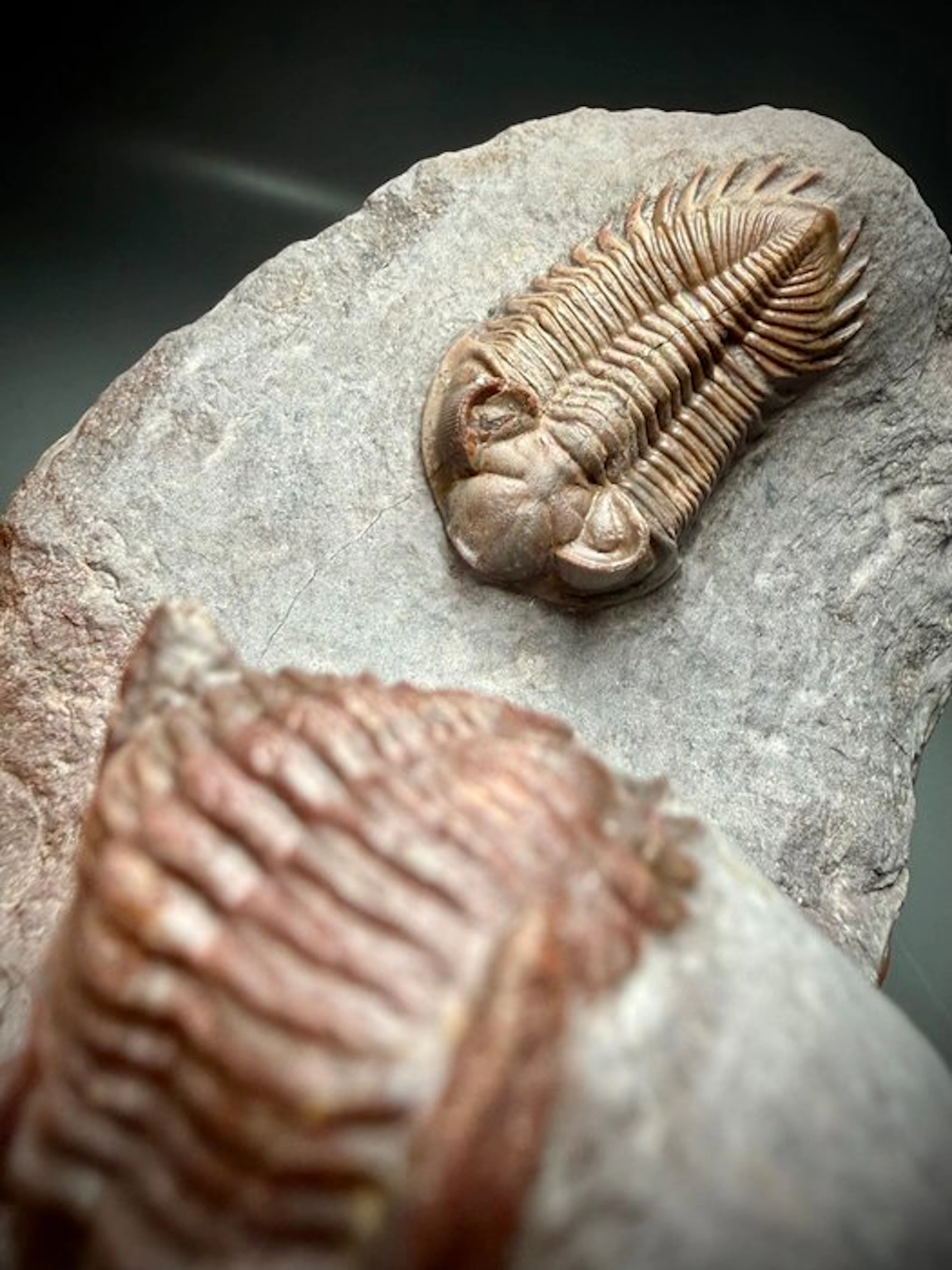 Rare double trilobite fossil on matrix—museum quality