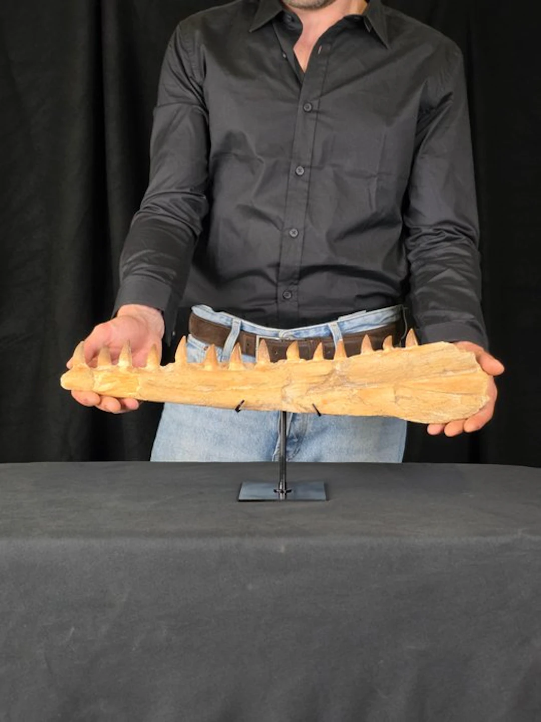 Mosasaur - Fossil tooth - Mosasaur jaw from Morocco