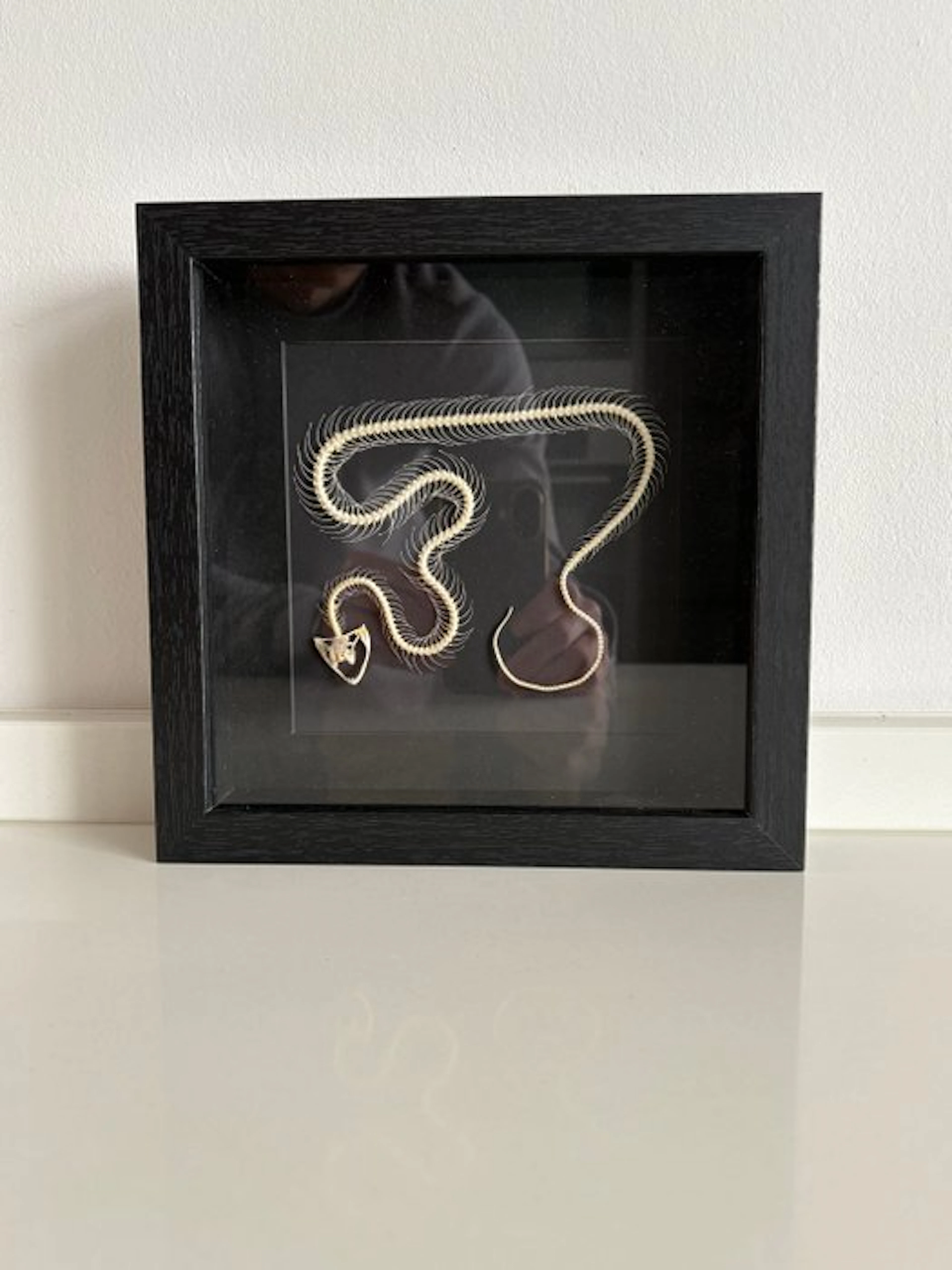 Snake Taxidermy full body mount - Serpens skelet - 22 cm...