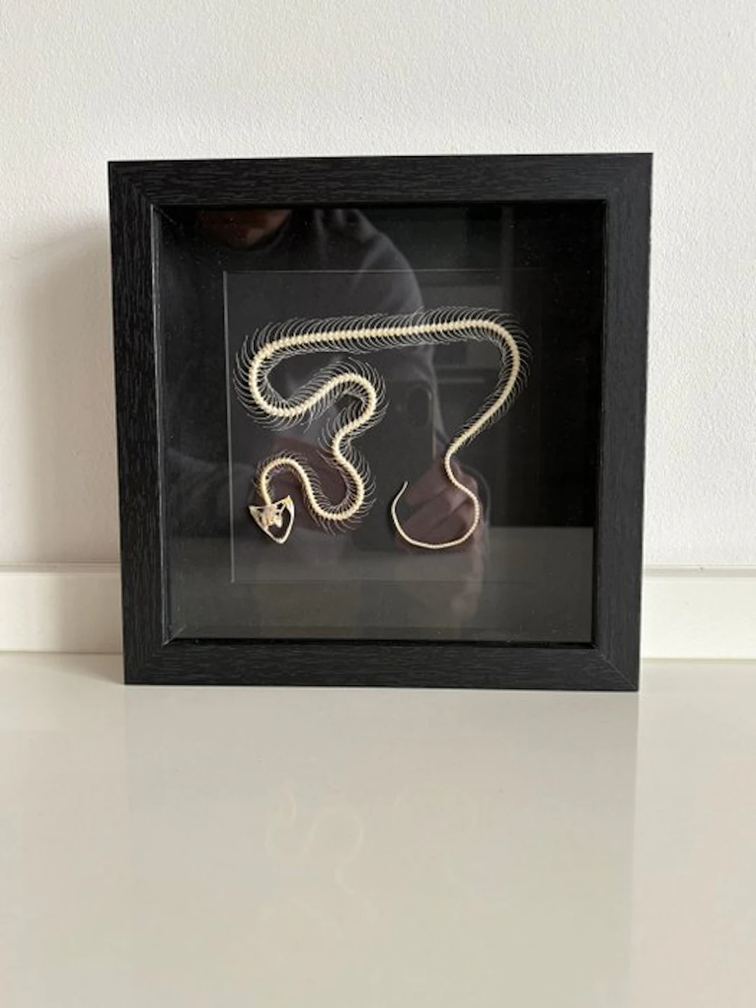 Snake Taxidermy full body mount - Serpens skelet - 22 cm...