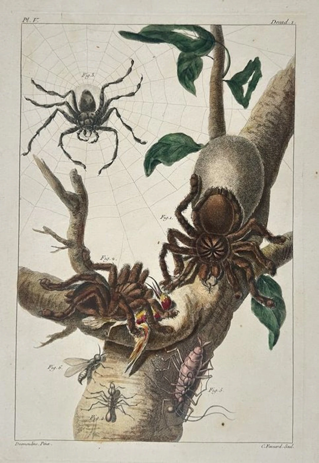 Jean-Baptiste Desmoulins (18th Century) - Entomological...
