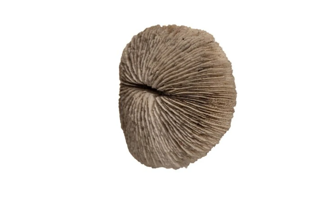 mushroom coral Skeleton - Fungia fungites ┼ GEM - 0 mm...