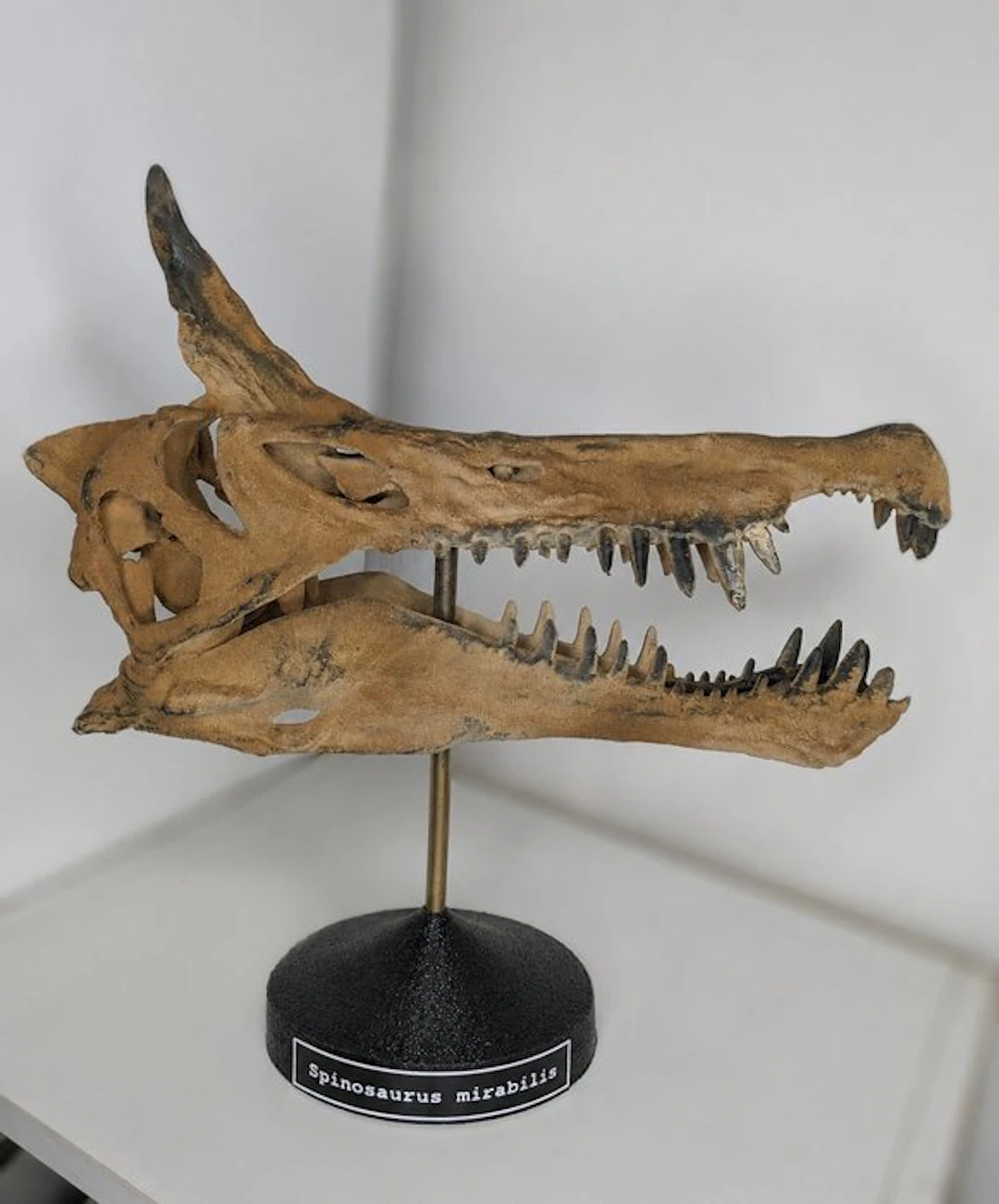 Fossil skull - Spinosaurus mirabilis - Museum-Grade Replica - 33 cm - 15 cm
