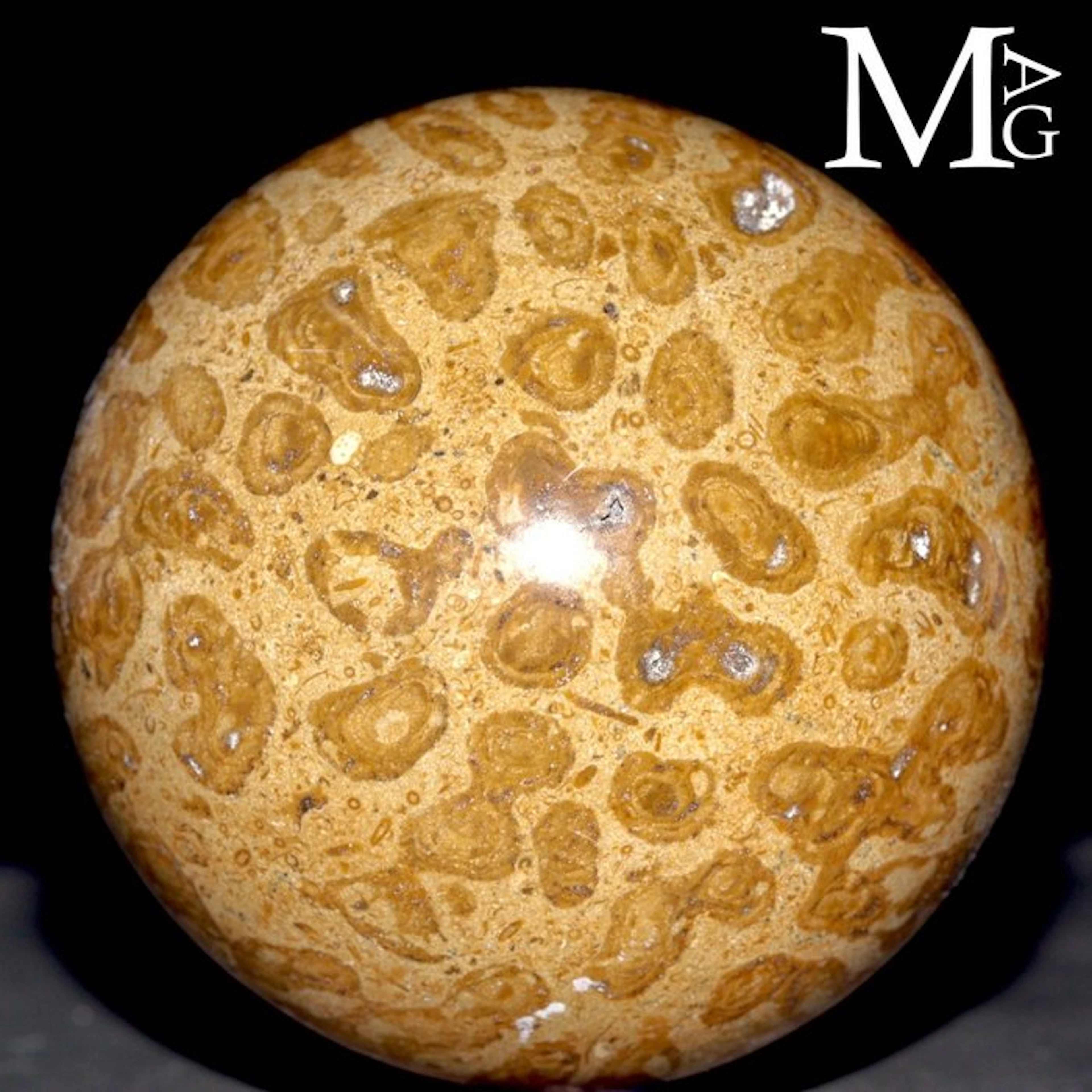 Fossil Coral Sphere - Fossil Sphere in Madreporic Coral –...