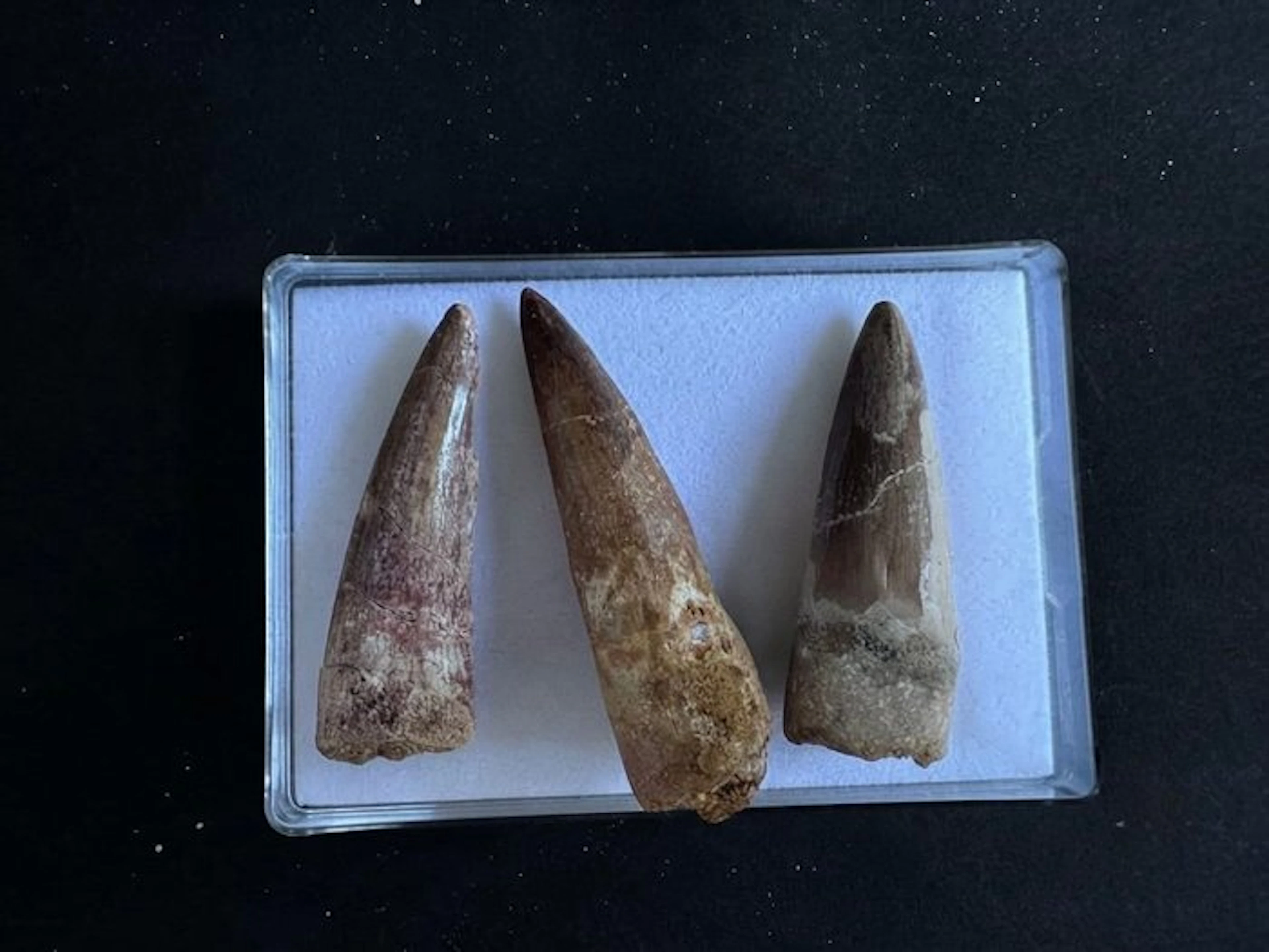 Spinosaur - Fossil teeth - 5 cm (No reserve price)