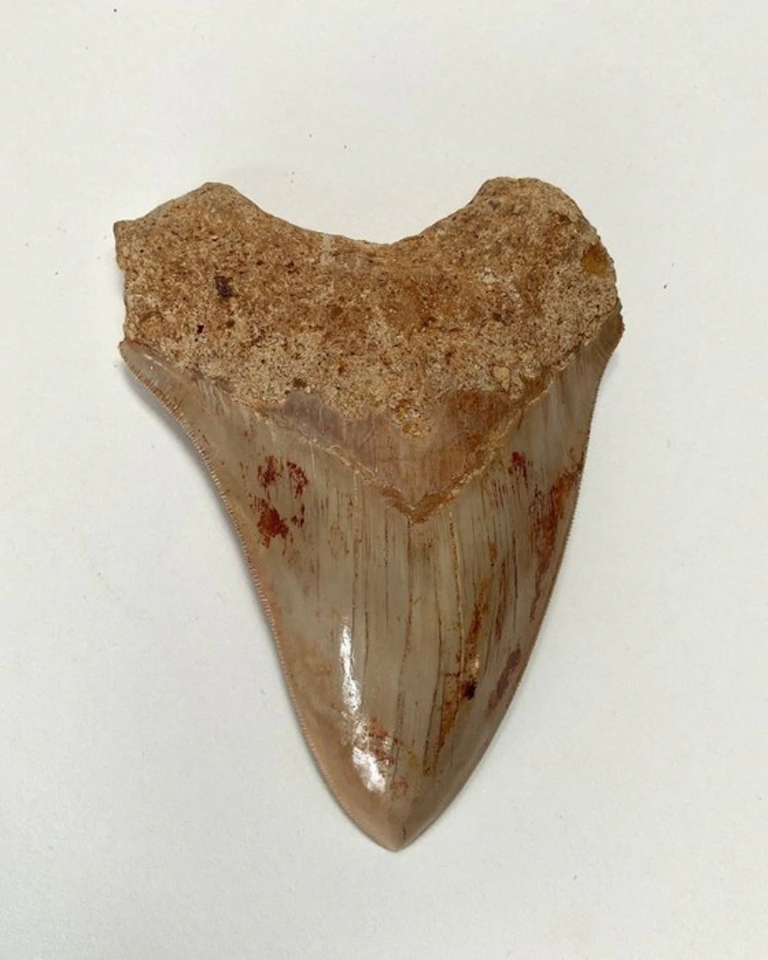Megalodon - Fossil tooth - 144 mm - 104 mm