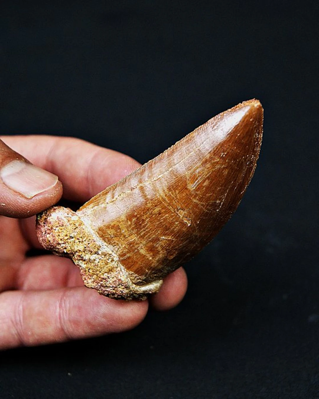 Dinosaur - Fossil tooth - Carcharodontosaurus saharicus
