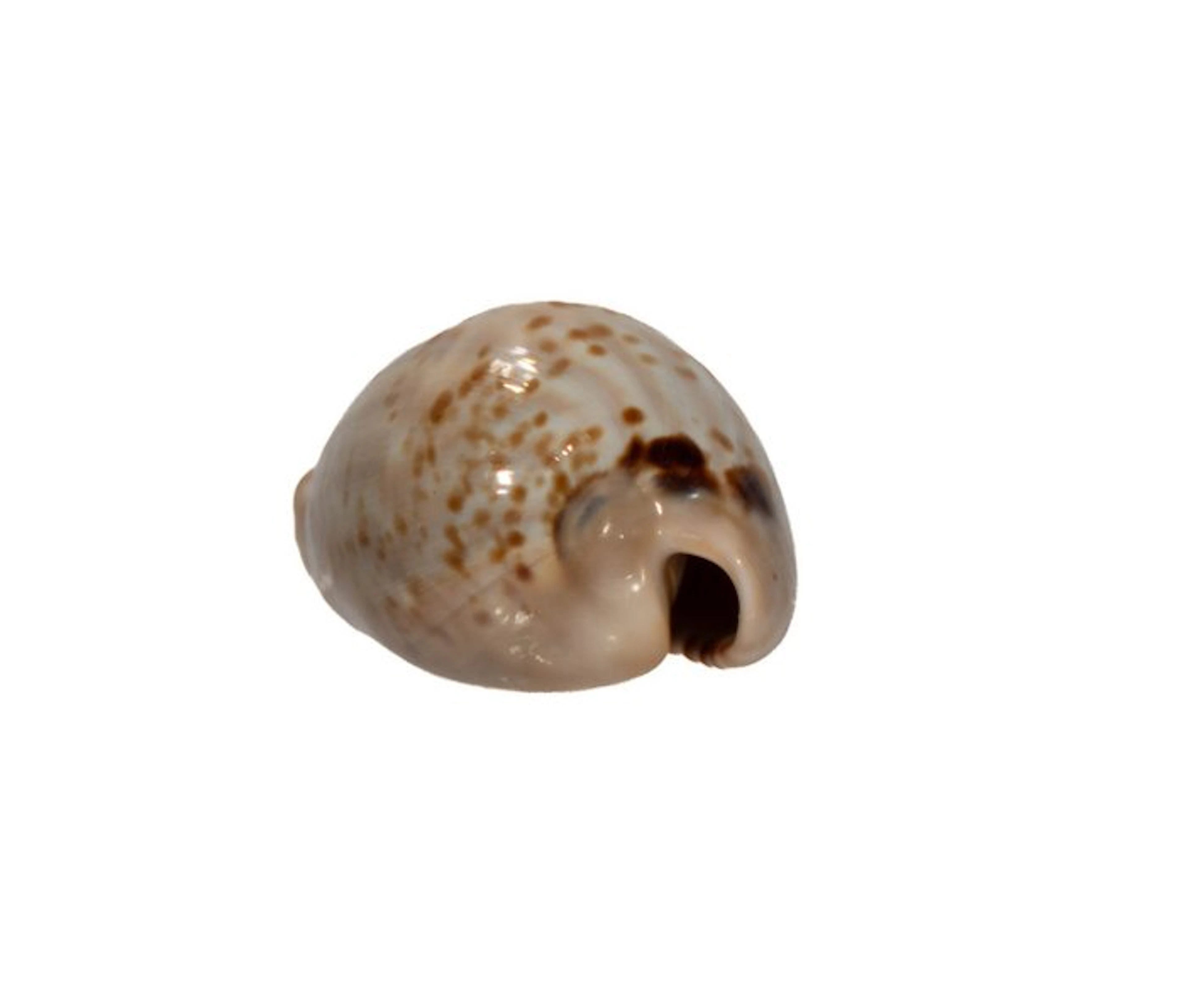 Muracypraea mus (Cypraea mus) – 38 mm – Perfect...