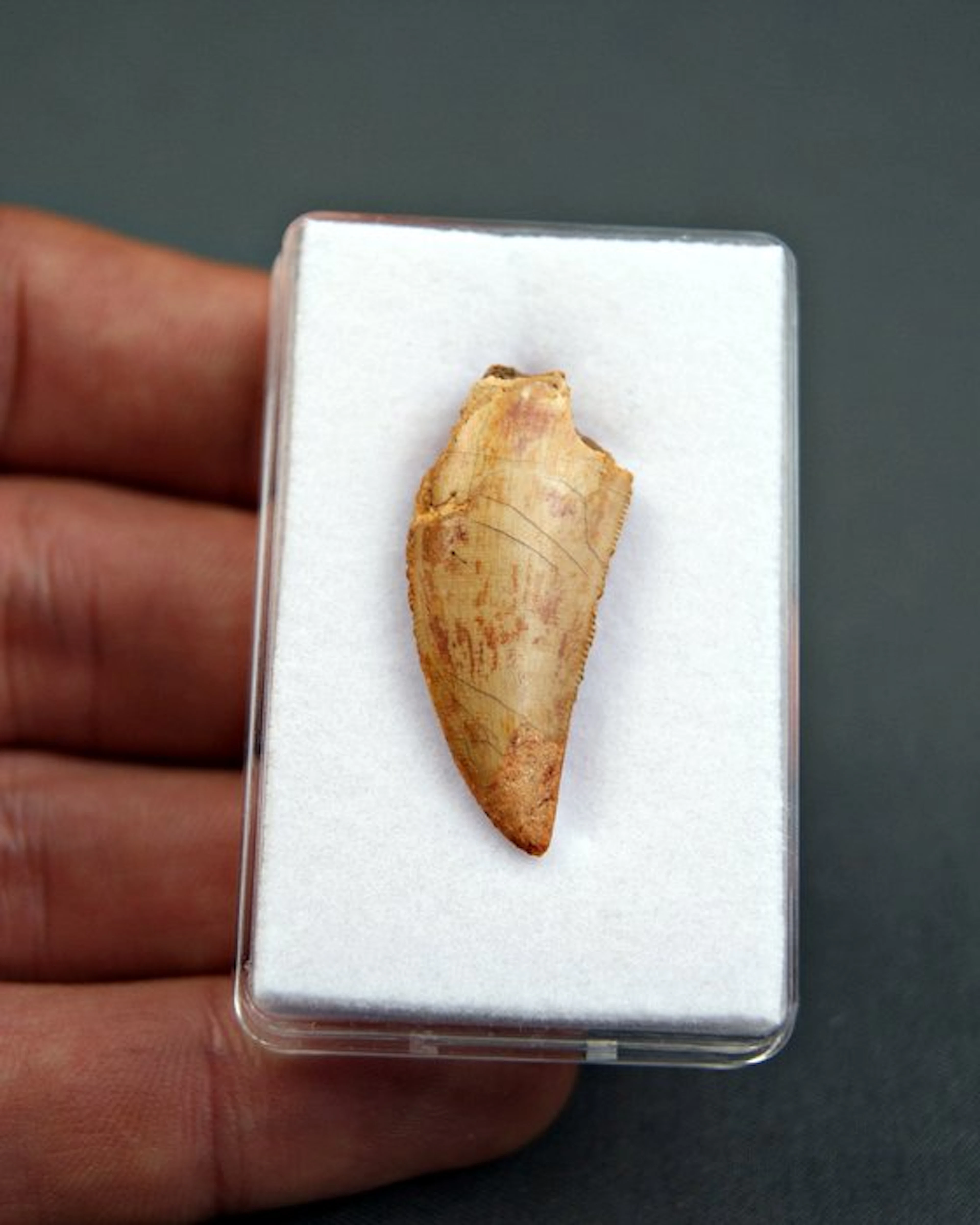 Dinosaur - Fossil tooth - Raptor Abelisaurio especial