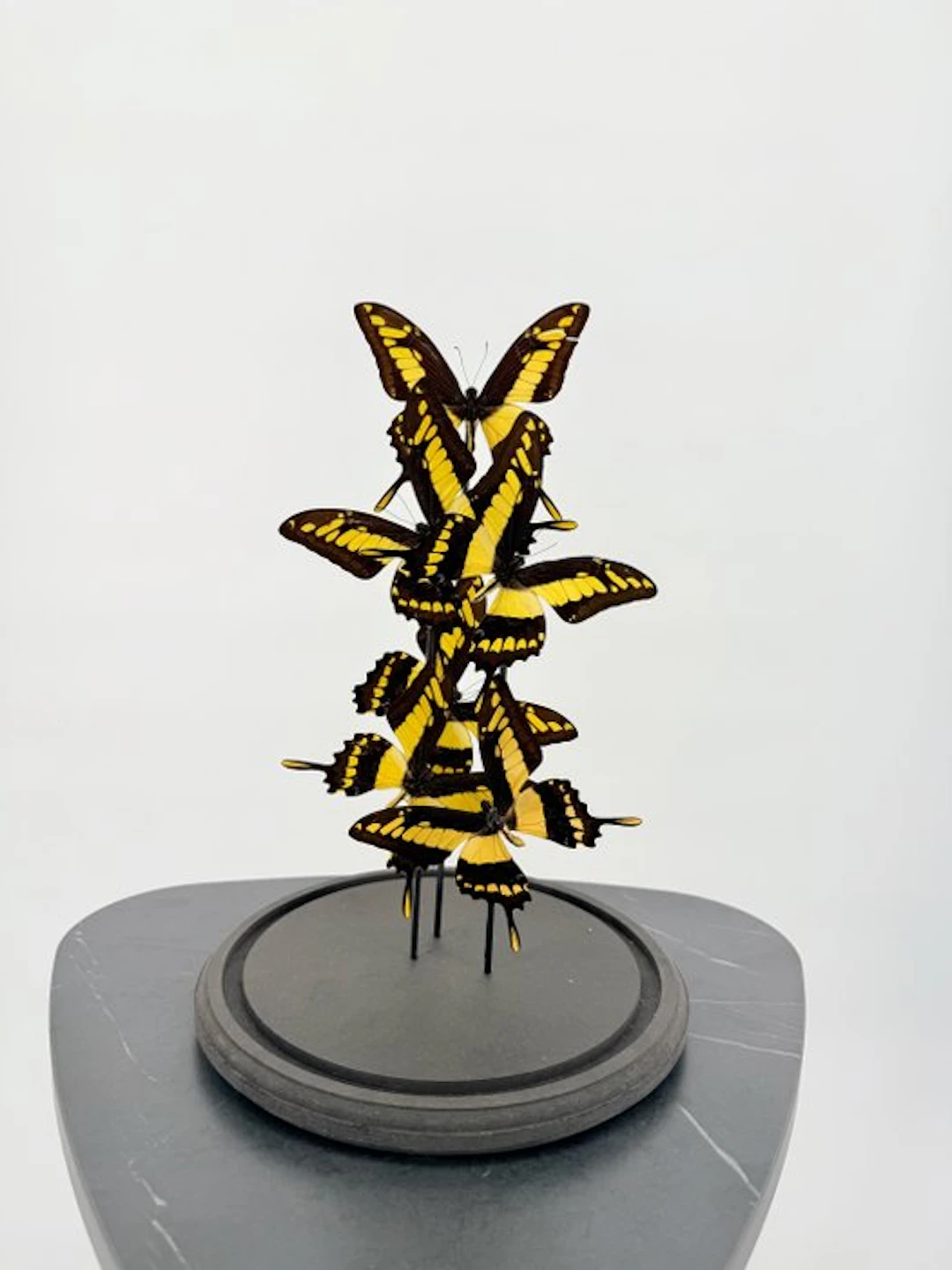 Ulysses butterflies Taxidermy full body mount - Papilio...