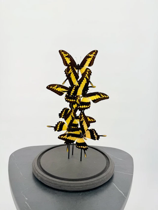 Ulysses butterflies Taxidermy full body mount - Papilio...