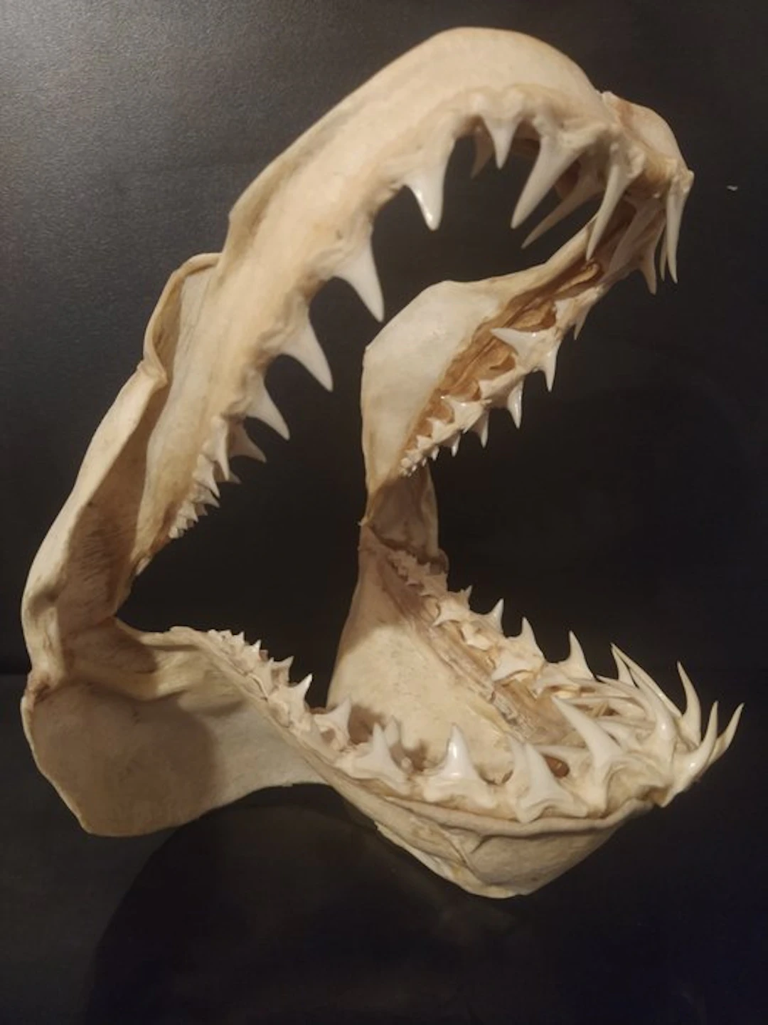 Shark Jaw - Isurus oxyrinchus - 19.5 cm - 18.5 cm - 16 cm...