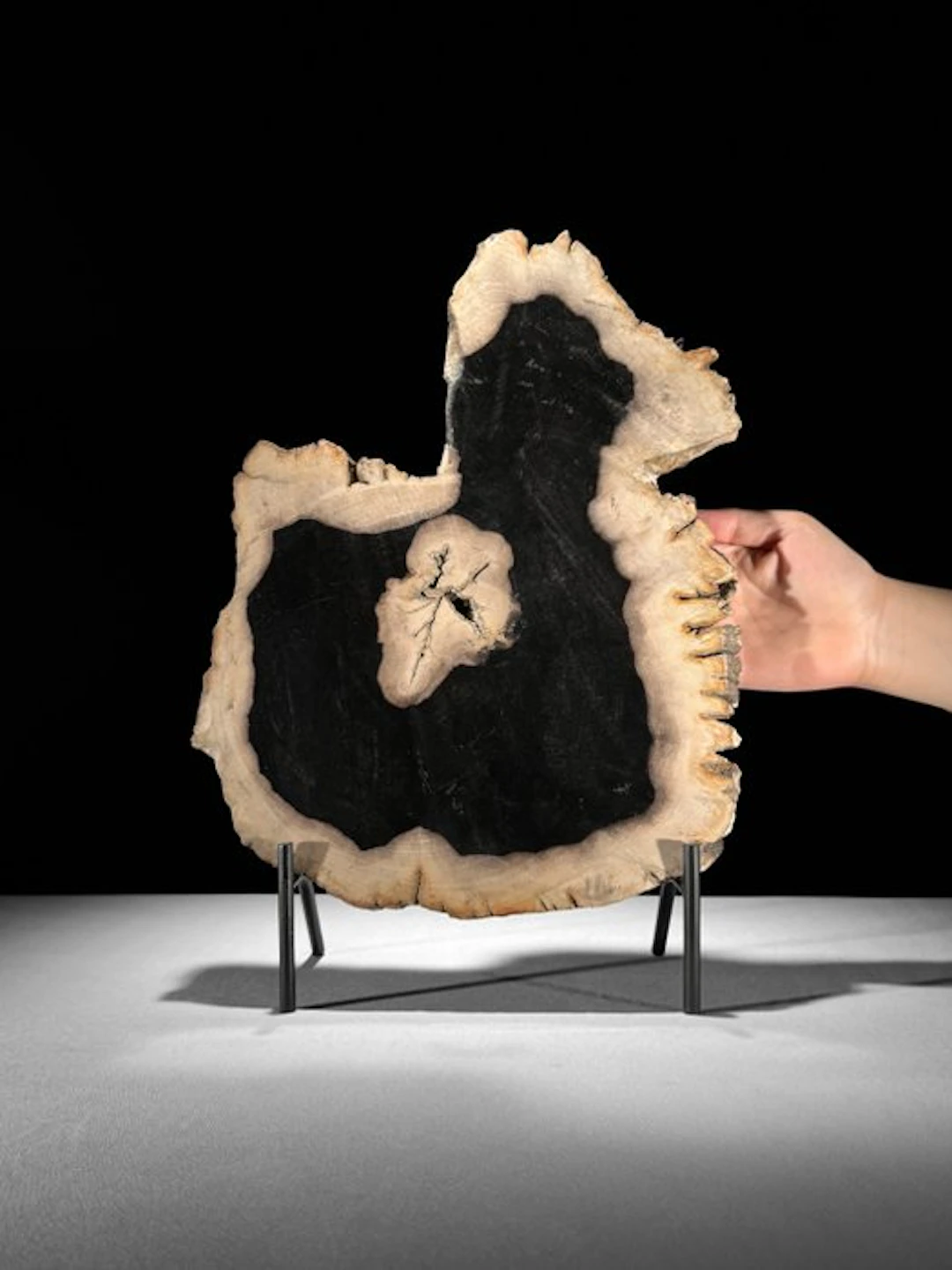 Stunning Slice of Petrified Wood on a custom stand...