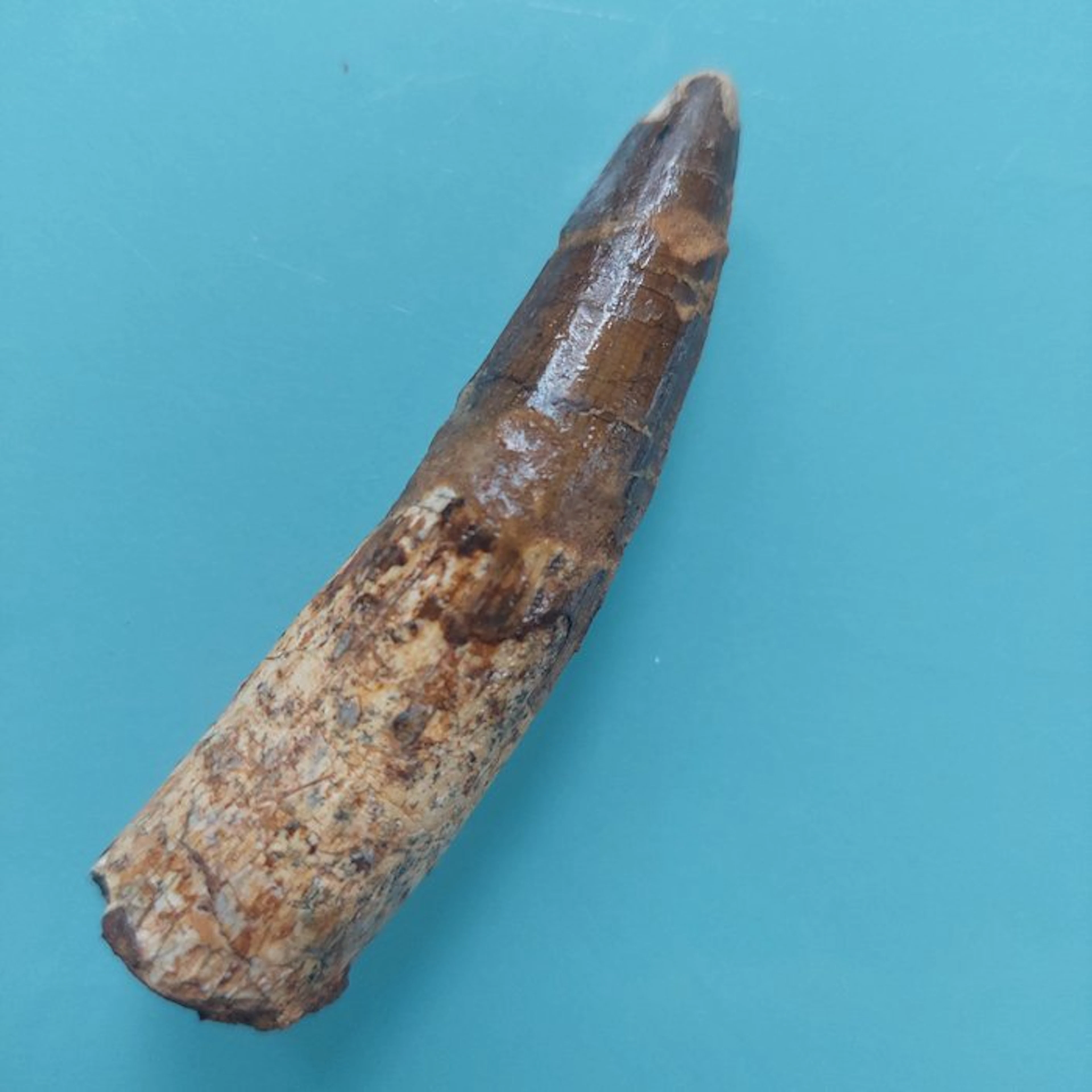 Spinosaur - Fossil tooth - 73 mm - 20 mm