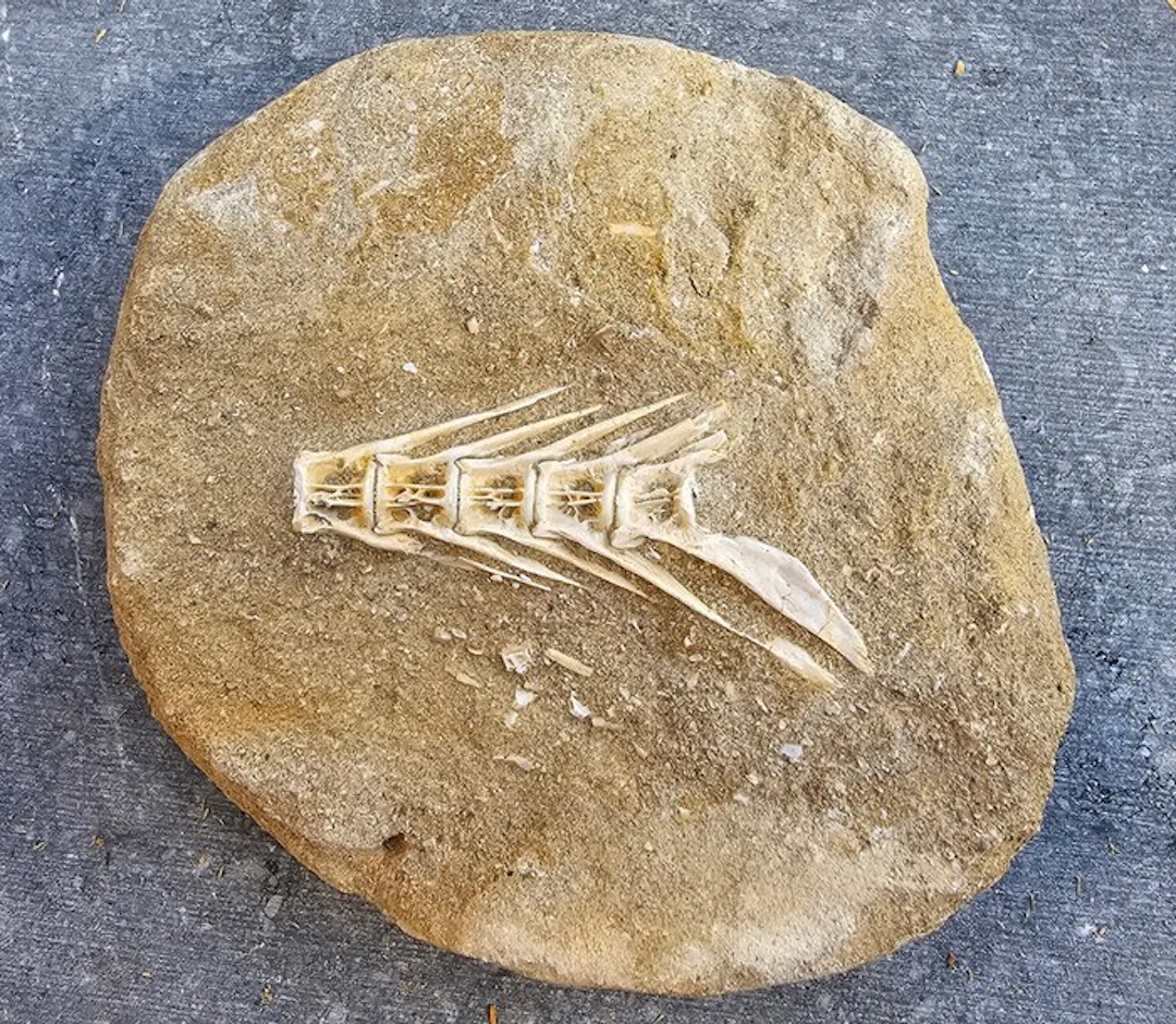 Fish - Fossilised animal - 10 cm - 11 cm (No reserve price)