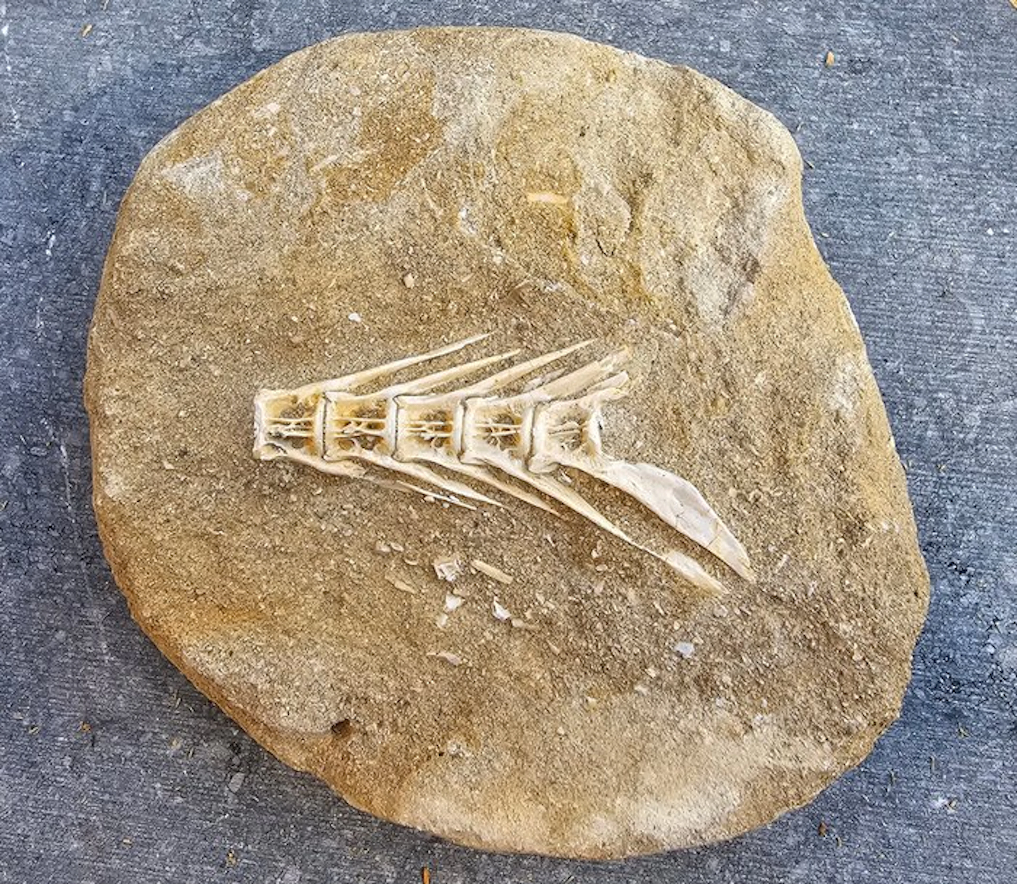 Fish - Fossilised animal - 10 cm - 11 cm (No reserve price)