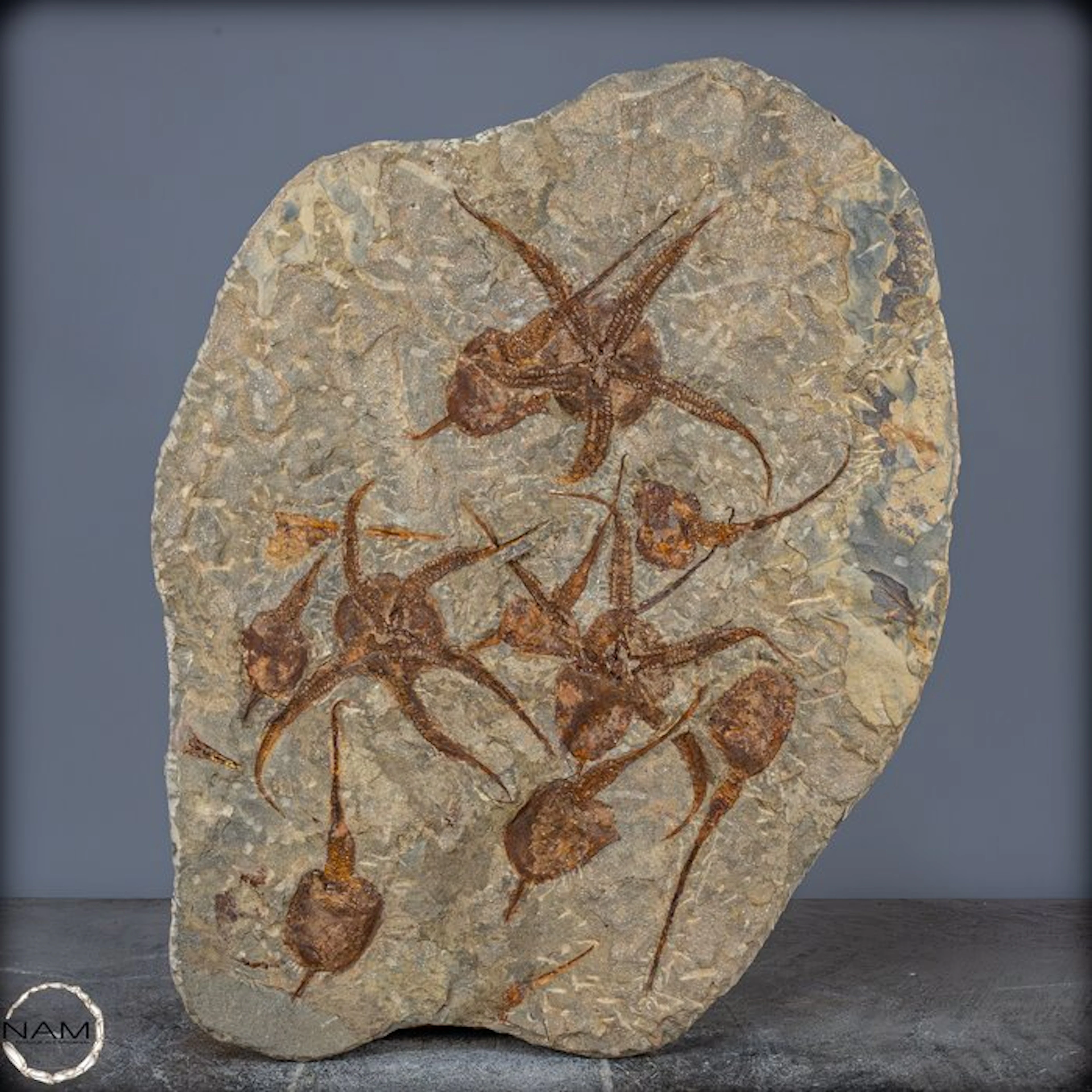 Natural disc with fossilized starfish (Ophiuroidea)- 6630.11 g