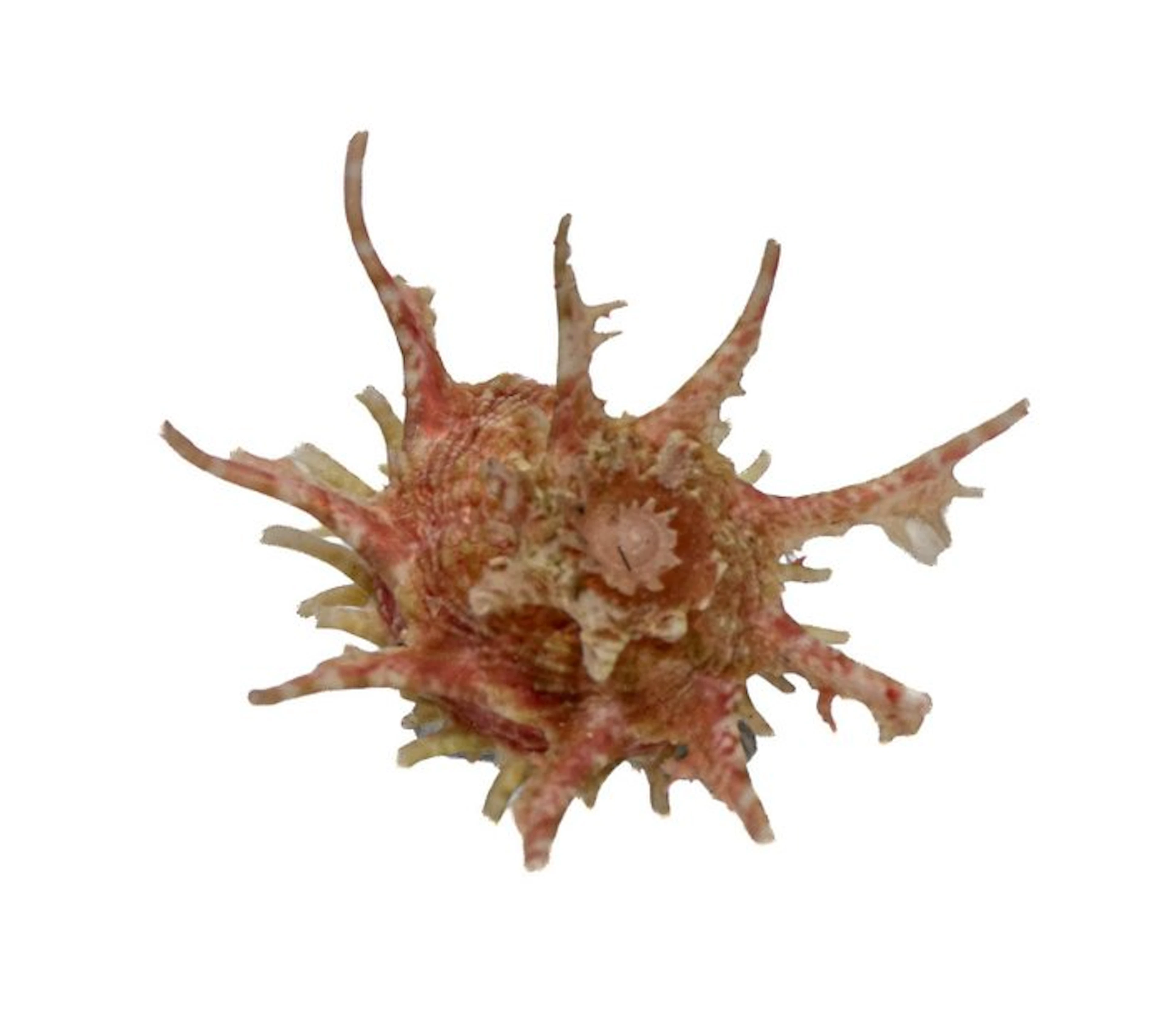 Angaria sphaerula (42mm) - Rare - Exceptional GEM Common...