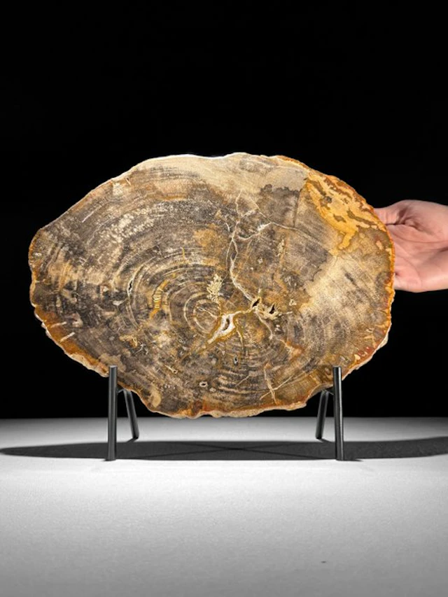 Stunning Slice of Petrified Wood on a custom stand...