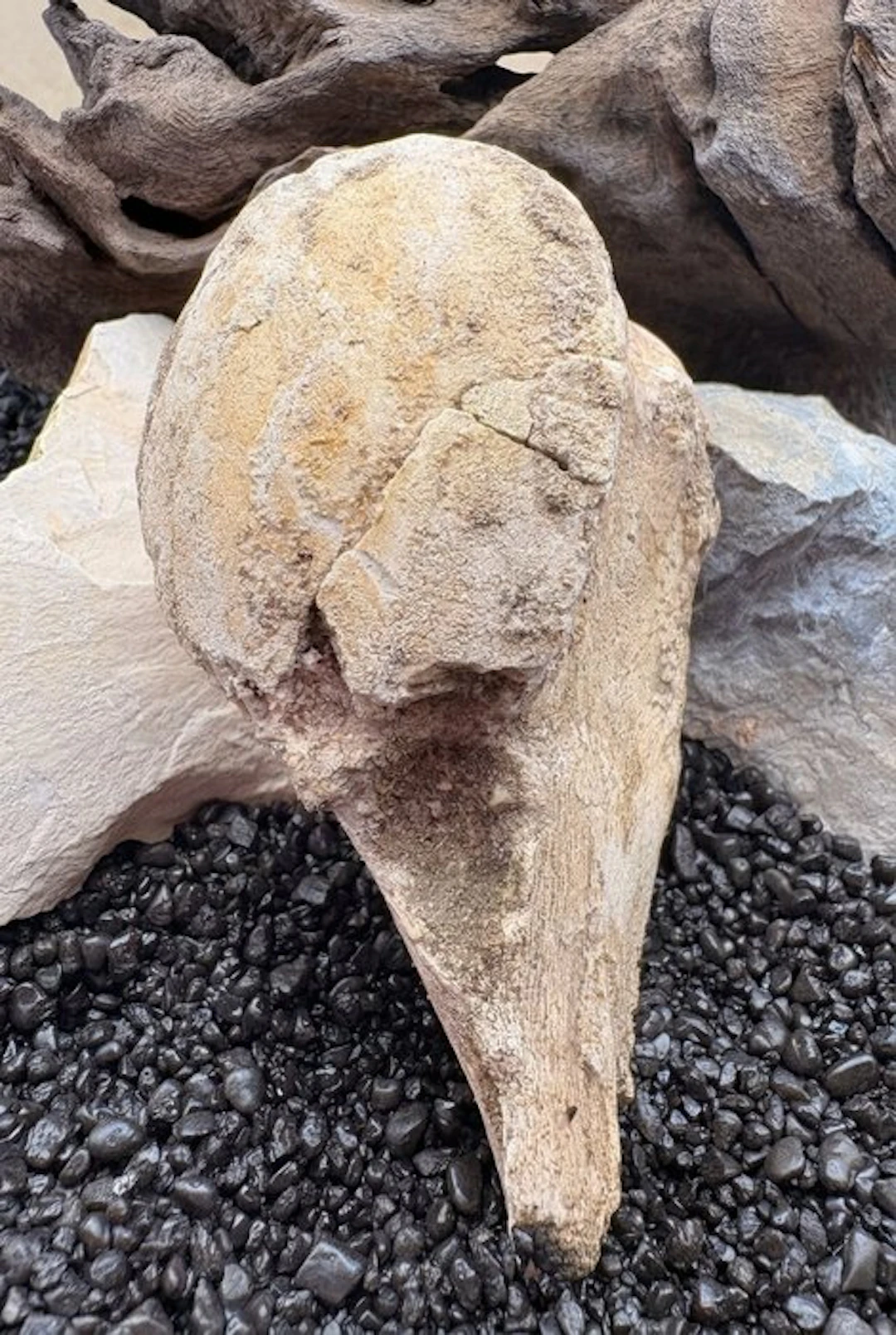 Marine reptile - Fossil vertebra bone - Mosasaurus sp. - 55 mm - 110 mm