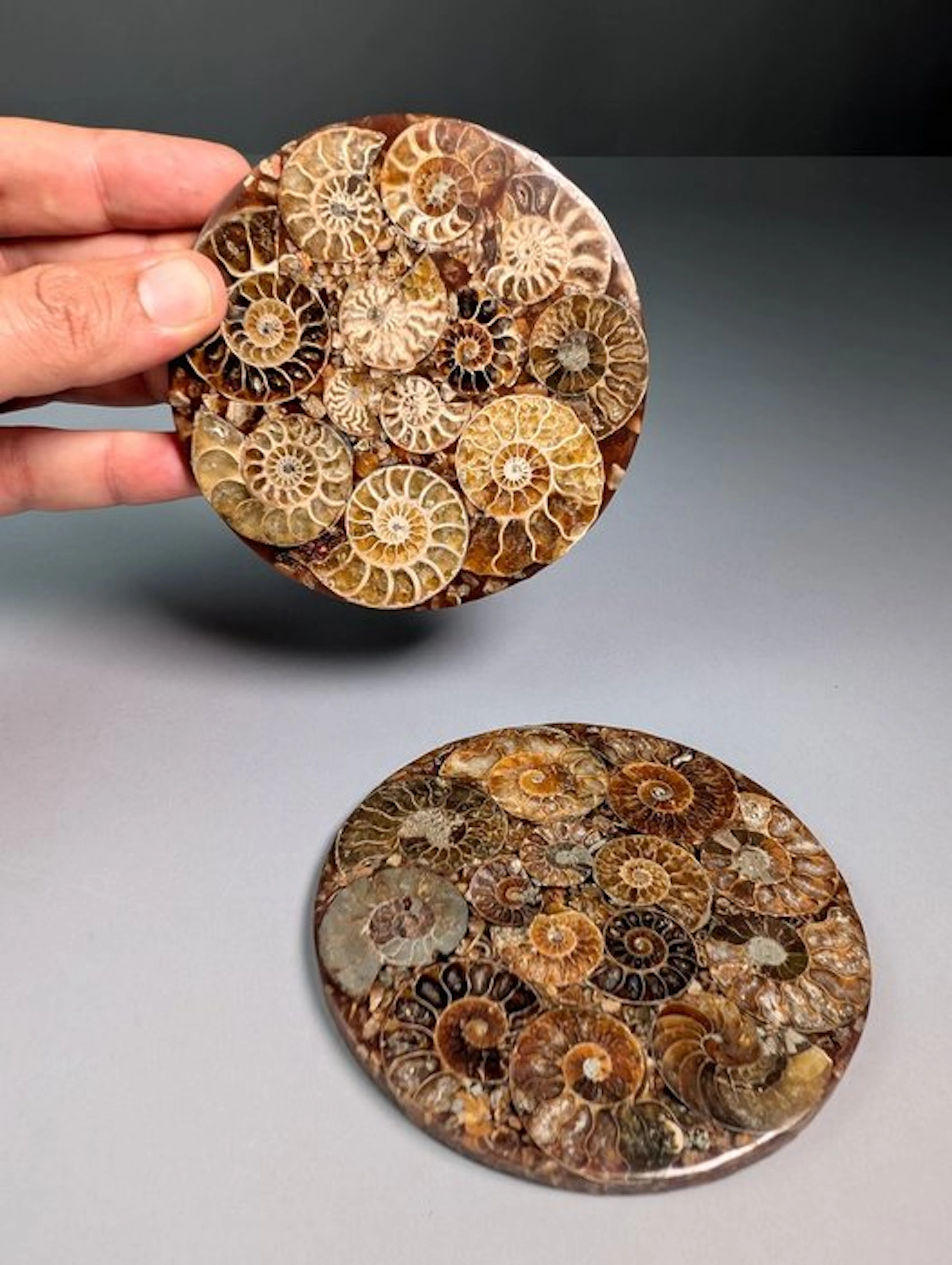 Set of Decorative disks made of ammonites - Fossilised...