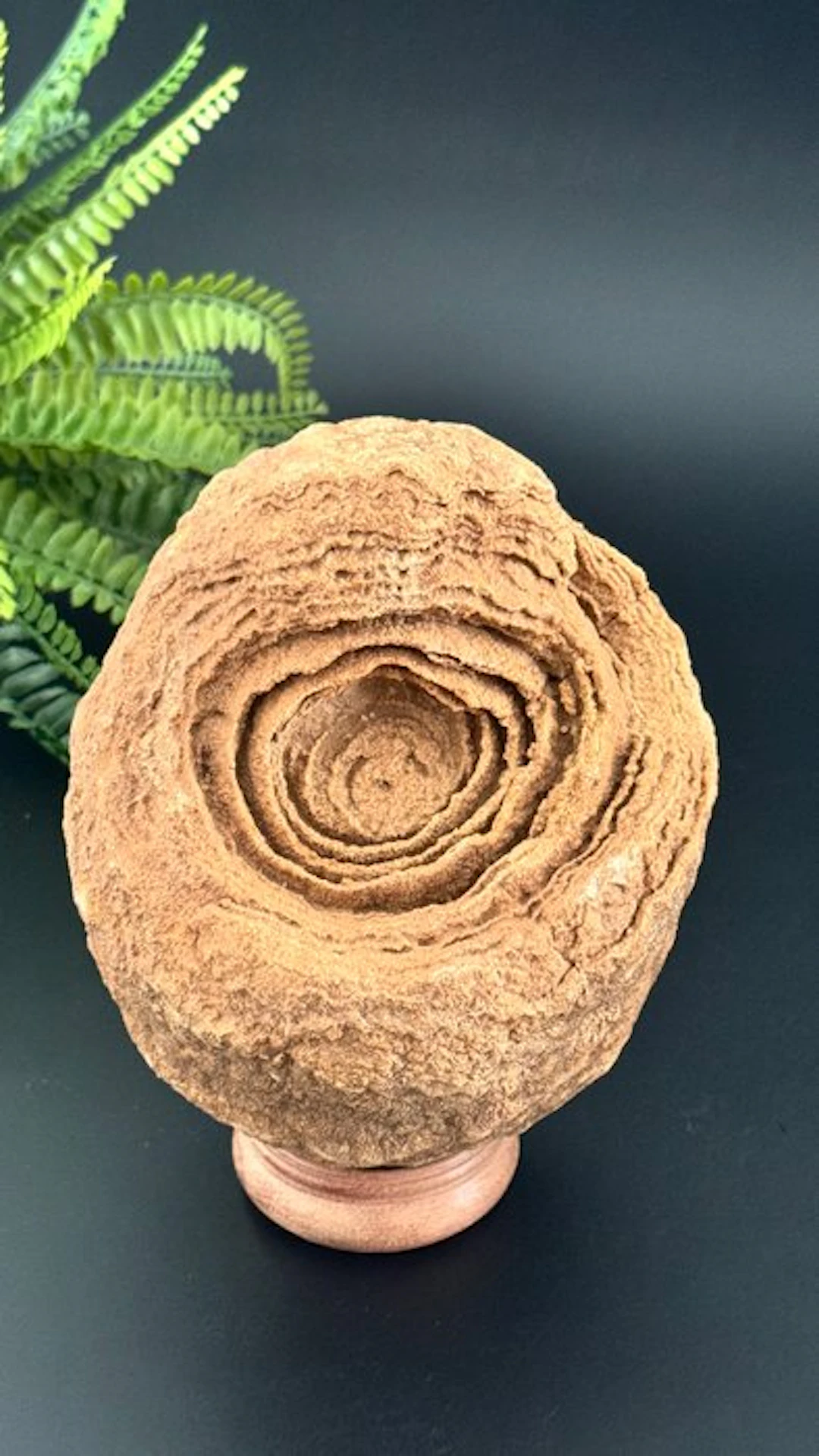 Rare decorative stromatolite – one of the earliest fossils on Earth