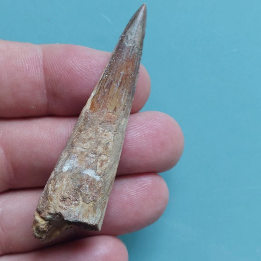 Spinosaur - Fossil tooth - 75 mm - 15 mm (No reserve price)