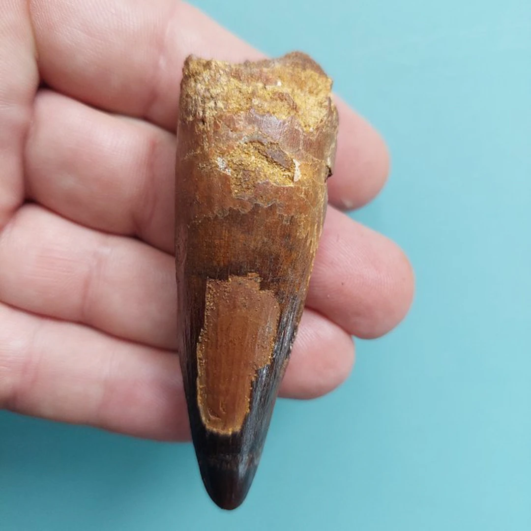 Spinosaur - Fossil tooth - 75 mm - 30 mm