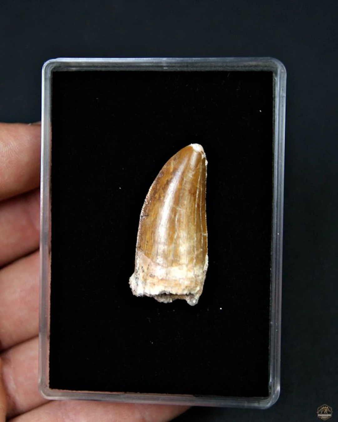 Dinosaur - Fossil tooth - Carcharodontosaurus Saharicus