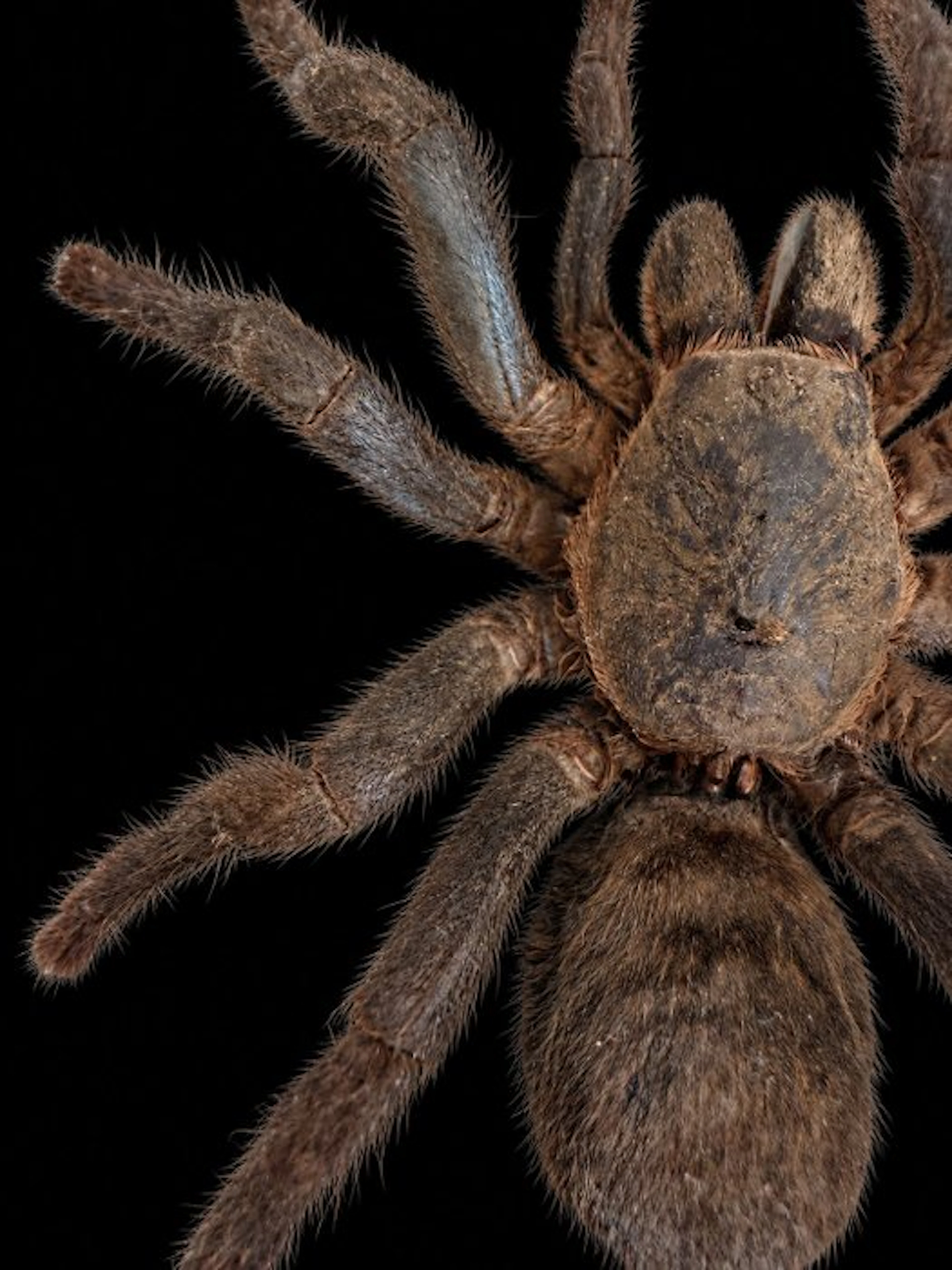 Spider Taxidermy full body mount - Haplopelma lividum...