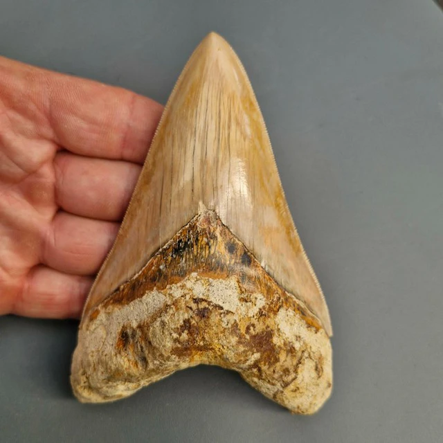 Big natural Megalodon Shark - Fossil tooth - megaselachus...