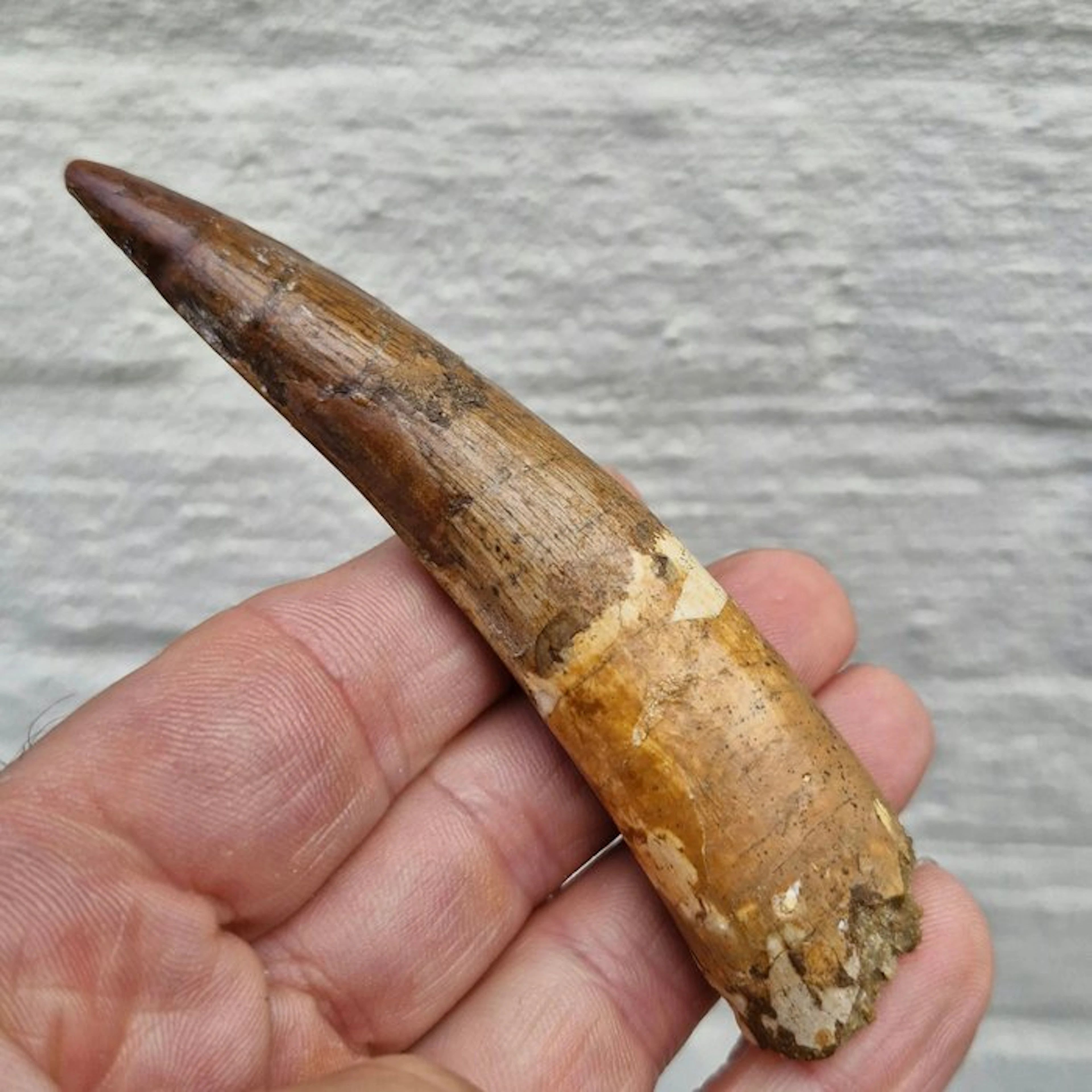 Large Spinosaurid Dinosaur - Fossil tooth - Spinosaurus...