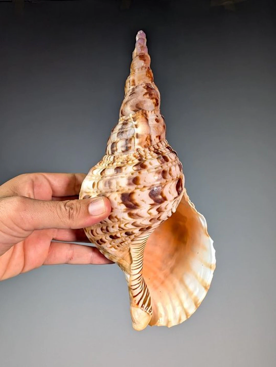 Triton's Trumpet Sea Snail Shell Skeleton - Charonia...
