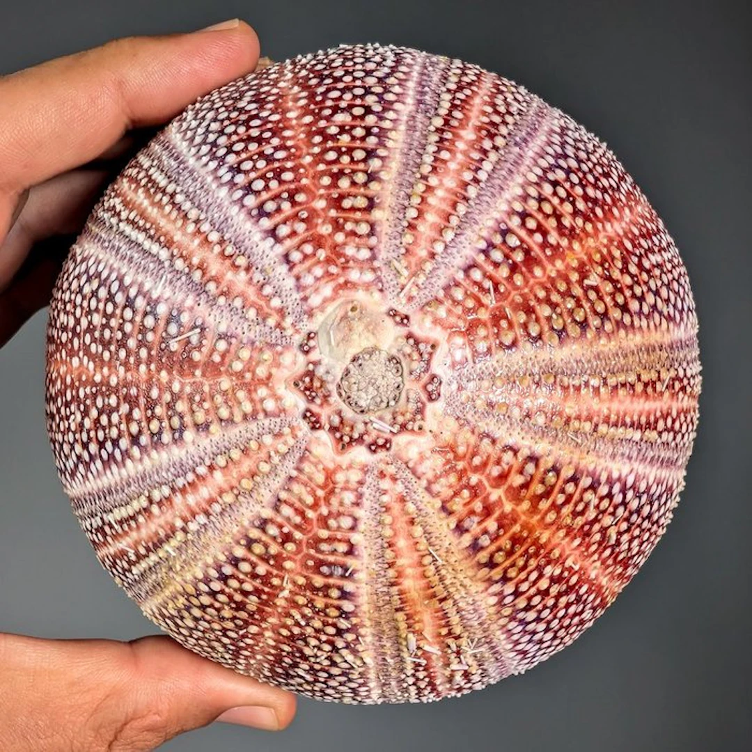 Extra Large Sea Urchin Specimen (Ø~13cm) Sea shell...