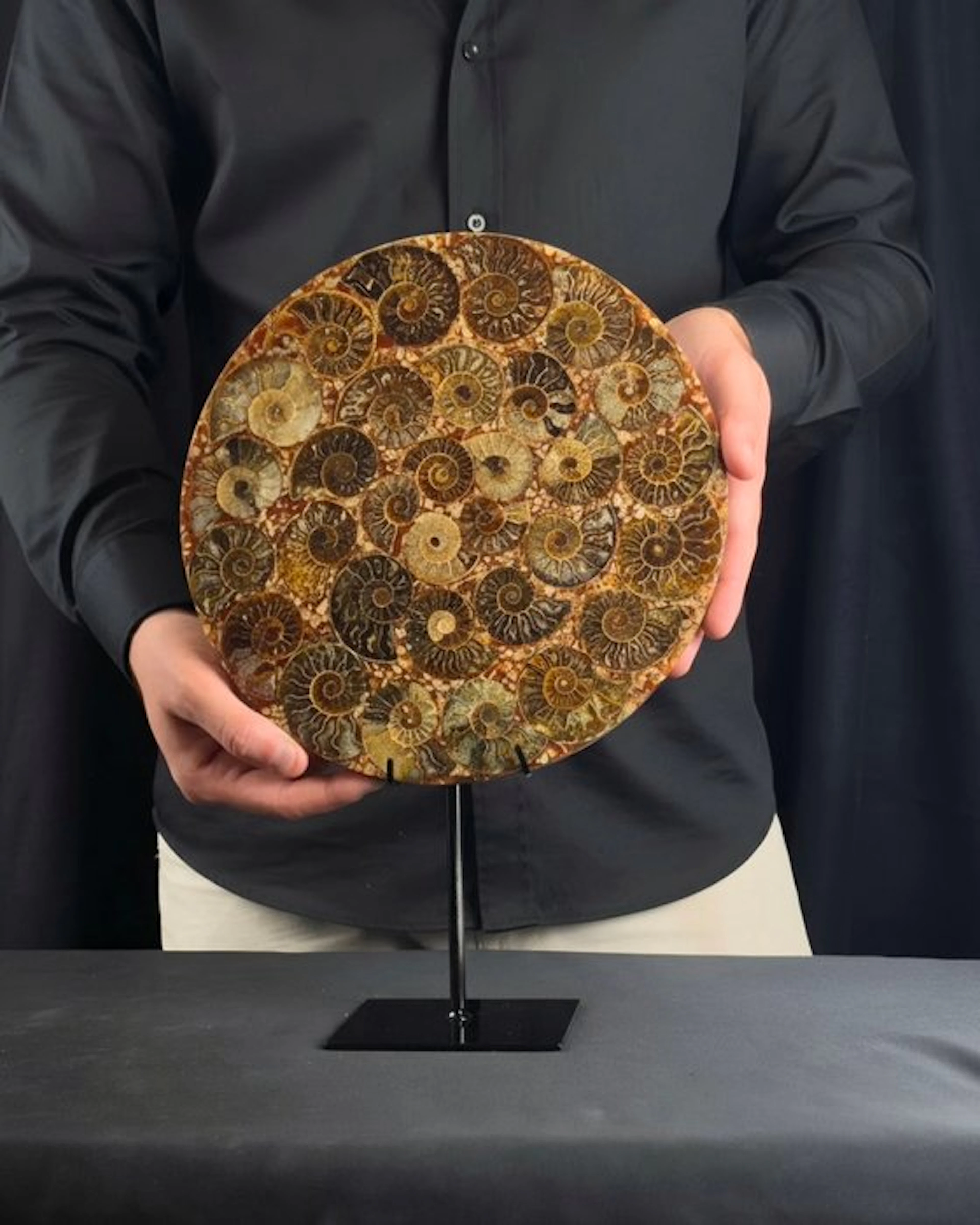 Ammonite - Fossilised animal - Aioloceras (Cleoniceras) sp