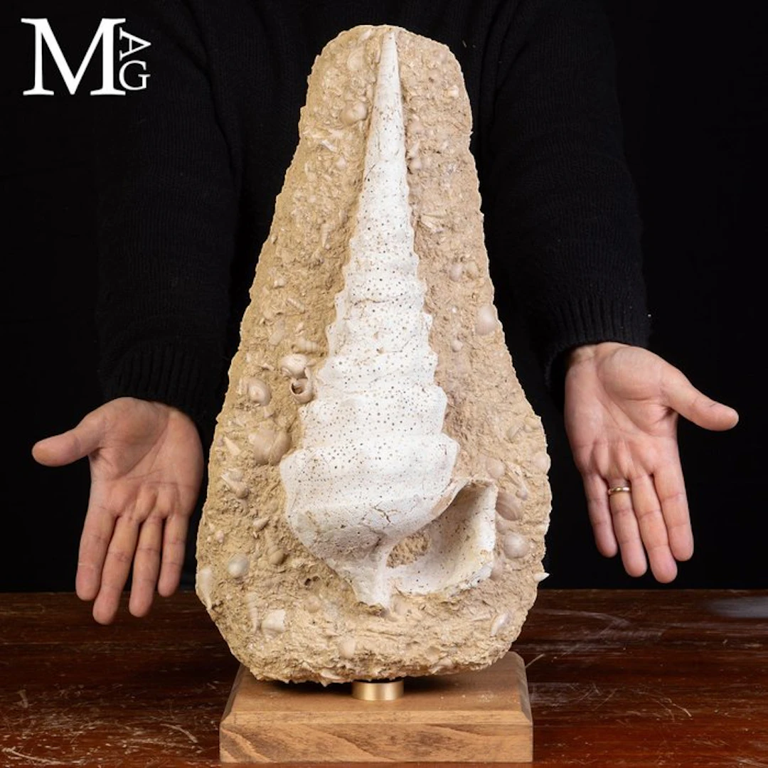 Monumental Miocene Gastropod Fossil